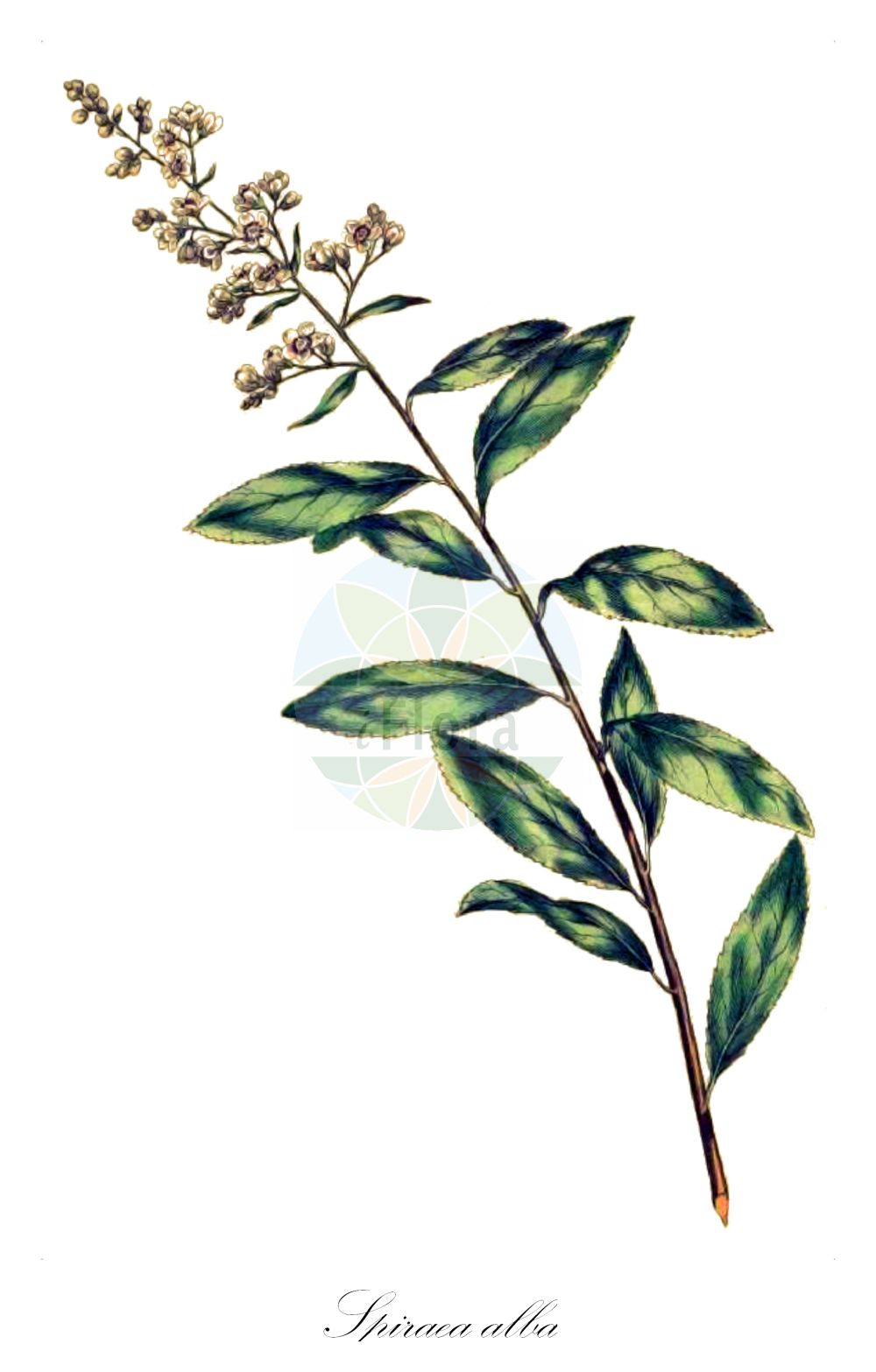 Historische Abbildung von Spiraea alba (Weißer Spierstrauch - Pale Bridewort). Das Bild zeigt Blatt, Bluete, Frucht und Same. ---- Historical Drawing of Spiraea alba (Weißer Spierstrauch - Pale Bridewort). The image is showing leaf, flower, fruit and seed.(Spiraea alba,Weißer Spierstrauch,Pale Bridewort,Spiraea alba,Spiraea ciliata,Spiraea cuneifolia,Spiraea flexuosa,Spiraea lanceolata,Spiraea lancifolia,Spiraea latifolia,Spiraea paniculata,Spiraea undulata,Weisser Spierstrauch,Pale Bridewort,Meadowsweet,White Meadowsweet,Narrow-leaf Meadowsweet,Narrow-leaf Spirea,Spiraea,Spierstrauch,Brideworts,Rosaceae,Rosengewächse,Rose family,Blatt,Bluete,Frucht,Same,leaf,flower,fruit,seed,Miller (1755-1760))