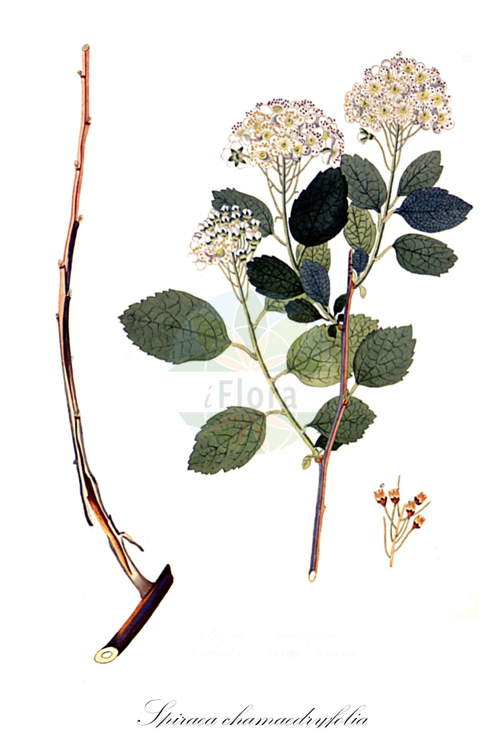 Historische Abbildung von Spiraea chamaedryfolia (Elm-leaved Spiraea). Das Bild zeigt Blatt, Bluete, Frucht und Same. ---- Historical Drawing of Spiraea chamaedryfolia (Elm-leaved Spiraea). The image is showing leaf, flower, fruit and seed.(Spiraea chamaedryfolia,Elm-leaved Spiraea,Spiraea banatica,Spiraea belgica,Spiraea chamaedryfolia,Spiraea oblongata,Spiraea prostrata,Spiraea ulmifolia,Spiraea,Spierstrauch,Brideworts,Rosaceae,Rosengewächse,Rose family,Blatt,Bluete,Frucht,Same,leaf,flower,fruit,seed,Krauss (1802f))