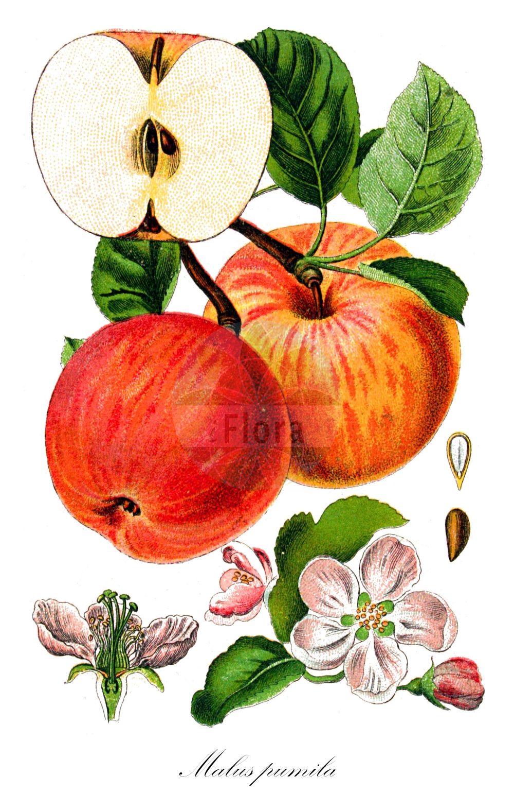 Historische Abbildung von Malus pumila (Garten-Apfel - Orchard Apple). ---- Historical Drawing of Malus pumila (Garten-Apfel - Orchard Apple).(Malus pumila,Garten-Apfel,Orchard Apple,Malus dioica,Malus domestica,Malus frutescens,Malus paradisiaca,Malus pumila,Malus sativa,Malus sieversii,Malus sylvestris,Pyrenia malus,Pyrus cavillea,Pyrus dioica,Pyrus epirotica,Pyrus paradisiaca,Pyrus prasomila,Pyrus pumila,Pyrus sieversii,Pyrus sylvestris,Sorbus malus,Garten-Apfel,Kultur-Apfel,Orchard Apple,Malus,Apfel,Apple,Rosaceae,Rosengewächse,Rose family,Sturm (1796f))