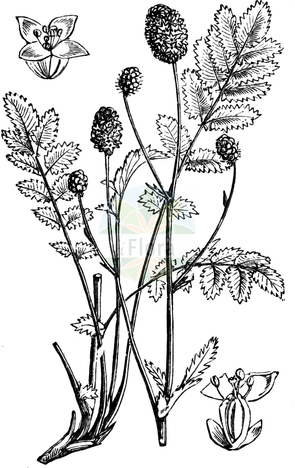 Historische Abbildung von Sanguisorba officinalis (Großer Wiesenknopf - Great Burnet). Das Bild zeigt Blatt, Bluete, Frucht und Same. ---- Historical Drawing of Sanguisorba officinalis (Großer Wiesenknopf - Great Burnet). The image is showing leaf, flower, fruit and seed.(Sanguisorba officinalis,Großer Wiesenknopf,Great Burnet,Pimpinella officinalis,Poterium boreale,Poterium officinale,Sanguisorba altissima,Sanguisorba andersonii,Sanguisorba auriculata,Sanguisorba bracteosa,Sanguisorba carnea,Sanguisorba cordifolia,Sanguisorba cylindrica,Sanguisorba formosana,Sanguisorba glandulosa,Sanguisorba hispanica,Sanguisorba komaroviana,Sanguisorba longifolia,Sanguisorba major,Sanguisorba media,Sanguisorba menziesii,Sanguisorba microcephala,Sanguisorba montana,Sanguisorba nudicaulis,Sanguisorba officinalis,Sanguisorba polygama,Sanguisorba praecox,Sanguisorba rectispica,Sanguisorba rubra,Sanguisorba sabauda,Sanguisorba serotina,Sanguisorba serpentina,Sanguisorba taurica,Grosser Wiesenknopf,Great Burnet,Garden Burnet,Official Burnet,Greater Burnet,Sanguisorba,Wiesenknopf,Burnet,Rosaceae,Rosengewächse,Rose family,Blatt,Bluete,Frucht,Same,leaf,flower,fruit,seed,Fitch et al. (1880))