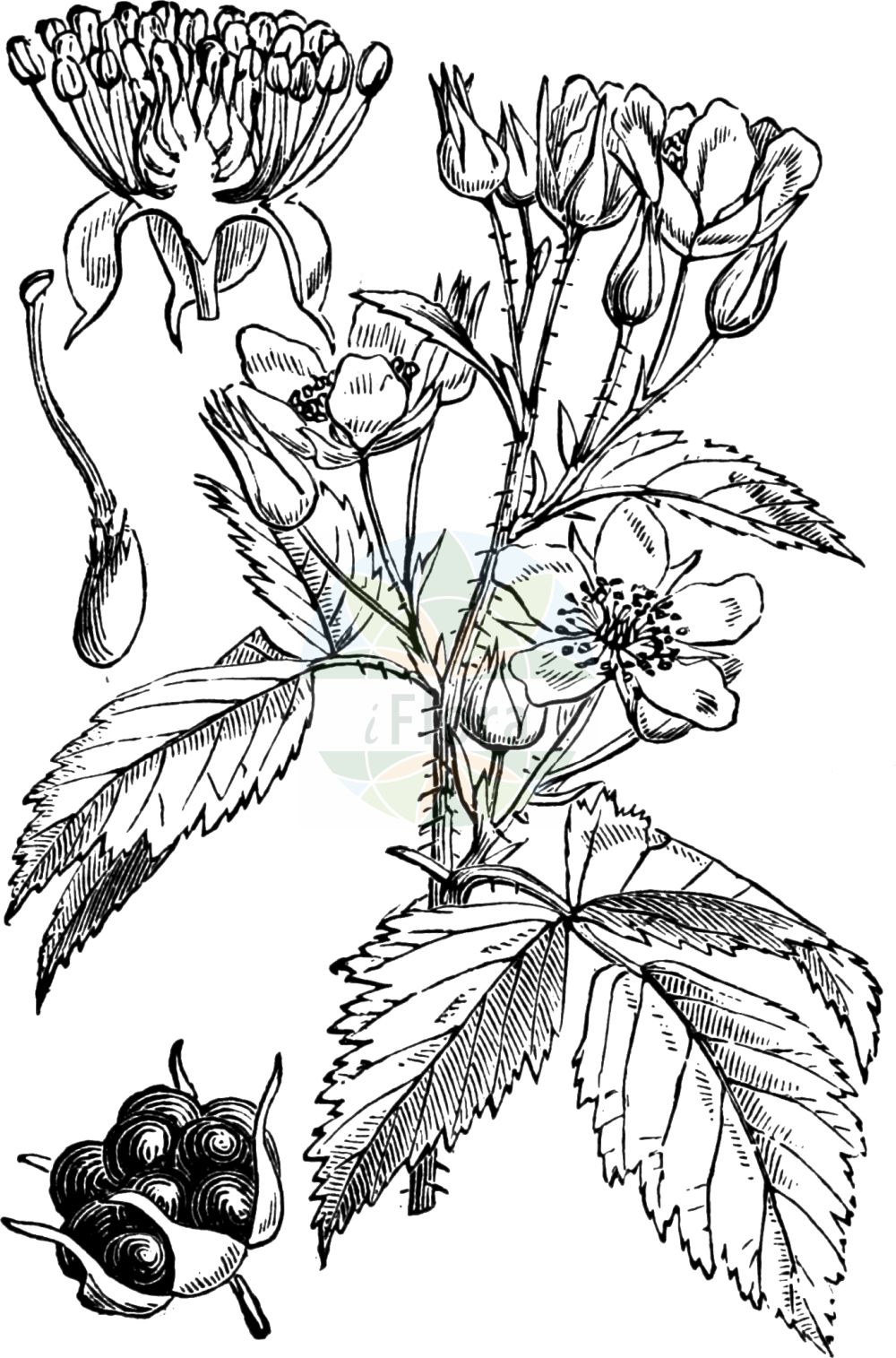 Historische Abbildung von Rubus caesius (Kratzbeere - Dewberry). Das Bild zeigt Blatt, Bluete, Frucht und Same. ---- Historical Drawing of Rubus caesius (Kratzbeere - Dewberry). The image is showing leaf, flower, fruit and seed.(Rubus caesius,Kratzbeere,Dewberry,Rubus caesius,Rubus coeruleus,Rubus humilis,Rubus ligerinus,Rubus mitissimus,Rubus rivalis,Rubus sabulosus,Selnorition caesium,Kratzbeere,Auen-Brombeere,Bastard-Himbeere,Bereifte Brombeere,Bockbeere,Dewberry,Blue Bramble,Common Dewberry,European Dewberry,Rubus,Brombeere,Raspberry,Rosaceae,Rosengewächse,Rose family,Blatt,Bluete,Frucht,Same,leaf,flower,fruit,seed,Fitch et al. (1880))