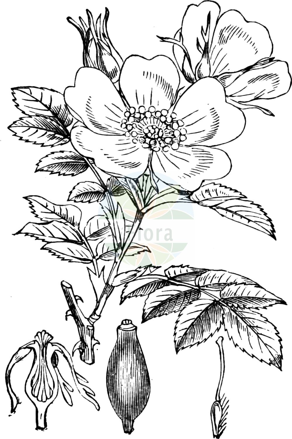 Historische Abbildung von Rosa canina (Hundsrose - Dog-rose). Das Bild zeigt Blatt, Bluete, Frucht und Same. ---- Historical Drawing of Rosa canina (Hundsrose - Dog-rose). The image is showing leaf, flower, fruit and seed.(Rosa canina,Hundsrose,Dog-rose,Crepinia aciphylla,Crepinia andegavensis,Crepinia canina,Crepinia psilophylla,Crepinia squarrosa,Rosa achburensis,Rosa aciphylla,Rosa actinodroma,Rosa adenocalyx,Rosa adscita,Rosa afzeliana,Rosa agraria,Rosa albolutescens,Rosa amansii,Rosa ambigua,Rosa analoga,Rosa andegavensis,Rosa arguta,Rosa armata,Rosa armoricana,Rosa aspernata,Rosa aspratilis,Rosa belgradensis,Rosa biebersteiniana,Rosa blondeauana,Rosa bujedana,Rosa calvatostyla,Rosa calycina,Rosa cariotii,Rosa catalaunica,Rosa caucasea,Rosa caucasica,Rosa chaboissaei,Rosa ciliatosepala,Rosa cladoleia,Rosa condensata,Rosa controversa,Rosa curticola,Rosa desvauxii,Rosa didoensis,Rosa dilucida,Rosa disparilis,Rosa dollineriana,Rosa dolosa,Rosa dumosa,Rosa edita,Rosa eriostyla,Rosa exilis,Rosa fallax,Rosa fallens,Rosa firma,Rosa firmula,Rosa fissispina,Rosa flavidifolia,Rosa flexibilis,Rosa fraxinoides,Rosa frivaldskyi,Rosa frondosa,Rosa generalis,Rosa glaberrima,Rosa glaucina,Rosa globularis,Rosa haematodes,Rosa hirsuta,Rosa hirtella,Rosa horridula,Rosa inconspicua,Rosa intercedens,Rosa laxifolia,Rosa leiostyla,Rosa lemaitrei,Rosa litigiosa,Rosa lonaczevskii,Rosa longituba,Rosa ludibunda,Rosa lutetiana,Rosa macroacantha,Rosa macrostylis,Rosa maeotica,Rosa mandonii,Rosa marisensis,Rosa mediata,Rosa medioxima,Rosa mollardiana,Rosa montivaga,Rosa mucronulata,Rosa myrtilloides,Rosa nemophila,Rosa nervulosa,Rosa nitens,Rosa novella,Rosa oblonga,Rosa oblongata,Rosa occulta,Rosa oenensis,Rosa ololeia,Rosa oreades,Rosa penchinatii,Rosa polyodon,Rosa porrectidens,Rosa praeterita,Rosa pratincola,Rosa prutensis,Rosa psilophylla,Rosa pubens,Rosa ramosissima,Rosa raui,Rosa reboudiana,Rosa retusa,Rosa rorida,Rosa rougeonensis,Rosa rubelliflora,Rosa rubescens,Rosa sarmentacea,Rosa saxatilis,Rosa sazilliacensis,Rosa scabrata,Rosa semiglandulosa,Rosa senticosa,Rosa separabilis,Rosa sepium,Rosa seposita,Rosa simplicidens,Rosa slobodjanii,Rosa sosnowskyi,Rosa sphaerica,Rosa sphaeroidea,Rosa spuria,Rosa squarrosa,Rosa stenocarpa,Rosa stipularis,Rosa subertii,Rosa superba,Rosa sylvularum,Rosa syntrichostyla,Rosa systylomorpha,Rosa timbaliana,Rosa touranginiana,Rosa transsilvanica,Rosa tyraica,Rosa verlotii,Rosa vinacea,Rosa vinealis,Rosa vinetorum,Rosa wettsteinii,Rosa canina,Hundsrose,Anjou-Hunds-Rose,Hunds-Rose,Dog-rose,Briar Rose,Common Briar,Rosa,Rose,Rose,Rosaceae,Rosengewächse,Rose family,Blatt,Bluete,Frucht,Same,leaf,flower,fruit,seed,Fitch et al. (1880))