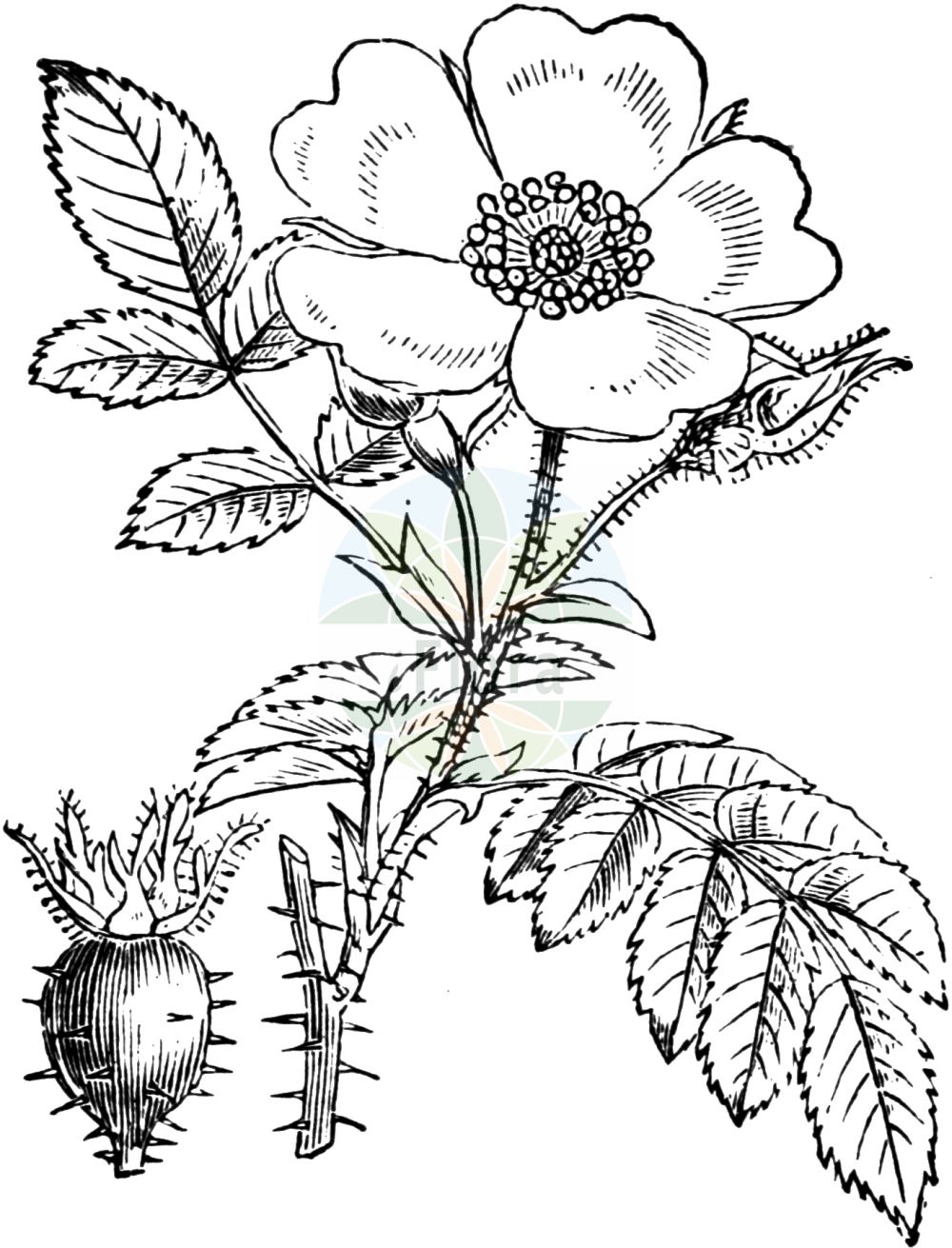 Historische Abbildung von Rosa villosa (Apfel-Rose - Apple Rose). Das Bild zeigt Blatt, Bluete, Frucht und Same. ---- Historical Drawing of Rosa villosa (Apfel-Rose - Apple Rose). The image is showing leaf, flower, fruit and seed.(Rosa villosa,Apfel-Rose,Apple Rose,Rosa alpicola,Rosa arduennensis,Rosa australis,Rosa borissovae,Rosa ciliatopetala,Rosa cognata,Rosa coziae,Rosa dicksonii,Rosa friburgensis,Rosa gaudinii,Rosa glutinosa,Rosa grenieri,Rosa ledebourii,Rosa minuta,Rosa osmodendron,Rosa pomifera,Rosa recondita,Rosa resinosa,Rosa sancti-andreae,Rosa villosa,Apfel-Rose,Apple Rose,Virginia Rose,Rosa,Rose,Rose,Rosaceae,Rosengewächse,Rose family,Blatt,Bluete,Frucht,Same,leaf,flower,fruit,seed,Fitch et al. (1880))