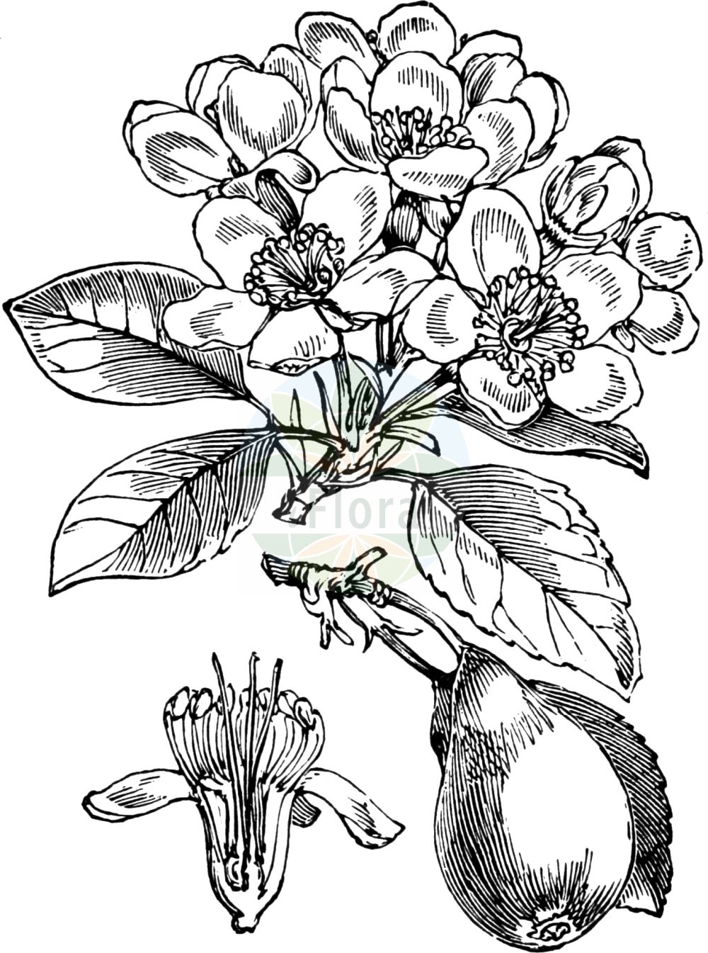 Historische Abbildung von Pyrus communis (Kultur-Birne - Pear). Das Bild zeigt Blatt, Bluete, Frucht und Same. ---- Historical Drawing of Pyrus communis (Kultur-Birne - Pear). The image is showing leaf, flower, fruit and seed.(Pyrus communis,Kultur-Birne,Pear,Crataegus excelsa,Pyrenia pyrus,Pyrus amphigenea,Pyrus balansae,Pyrus communis,Pyrus elata,Pyrus sosnovskyi,Pyrus vsevolodii,Sorbus pyrus,Kultur-Birne,Pear,Wild Pear,Common Pear,Pyrus,Birne,Pear,Rosaceae,Rosengewächse,Rose family,Blatt,Bluete,Frucht,Same,leaf,flower,fruit,seed,Fitch et al. (1880))