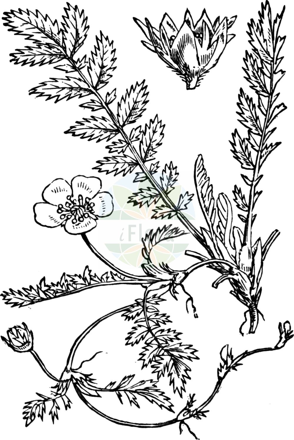 Historische Abbildung von Argentina anserina (Gänse-Fingerkraut - Silverweed). Das Bild zeigt Blatt, Bluete, Frucht und Same. ---- Historical Drawing of Argentina anserina (Gänse-Fingerkraut - Silverweed). The image is showing leaf, flower, fruit and seed.(Argentina anserina,Gänse-Fingerkraut,Silverweed,Argentina anserina,Dactylophyllum anserina,Dasiphora anserina,Fragaria anserina,Potentilla anserina,Tormentilla anserina,Gaense-Fingerkraut,Anserine,Silverweed,Pacific Silverweed,Silverweed Cinquefoil,Argentina,Rosaceae,Rosengewächse,Rose family,Blatt,Bluete,Frucht,Same,leaf,flower,fruit,seed,Fitch et al. (1880))