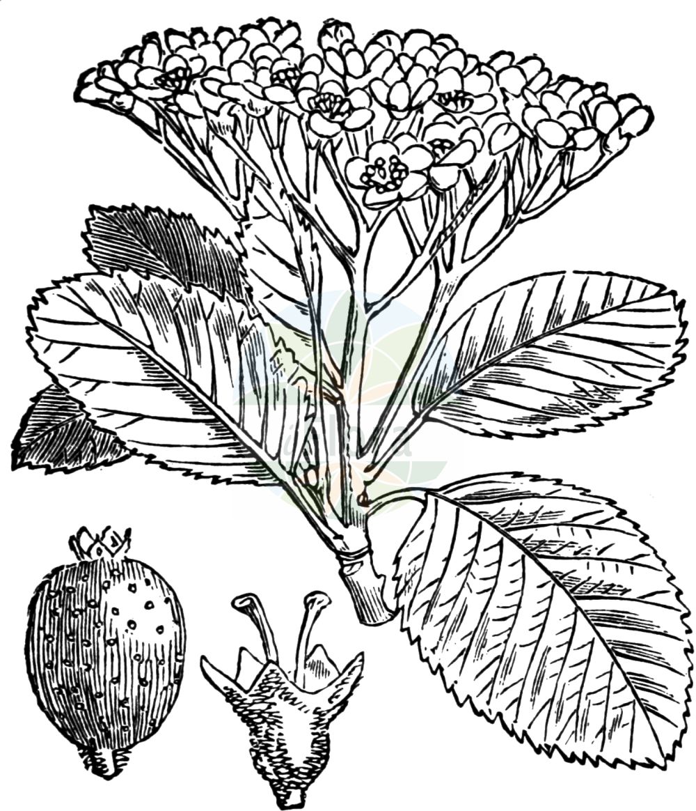 Historische Abbildung von Sorbus aria (Gewöhnliche Mehlbeere - Common Whitebeam). Das Bild zeigt Blatt, Bluete, Frucht und Same. ---- Historical Drawing of Sorbus aria (Gewöhnliche Mehlbeere - Common Whitebeam). The image is showing leaf, flower, fruit and seed.(Sorbus aria,Gewöhnliche Mehlbeere,Common Whitebeam,Azarolus aria,Crataegus aria,Hahnia aria,Lazarolus aria,Malus aria,Pyrenia aria,Pyrus aria,Sorbus aria,Gewoehnliche Mehlbeere,Echte Mehlbeere,Common Whitebeam,Rowan,Moutain Ash,Sorbus,Vogelbeere,White Beam,Rosaceae,Rosengewächse,Rose family,Blatt,Bluete,Frucht,Same,leaf,flower,fruit,seed,Fitch et al. (1880))