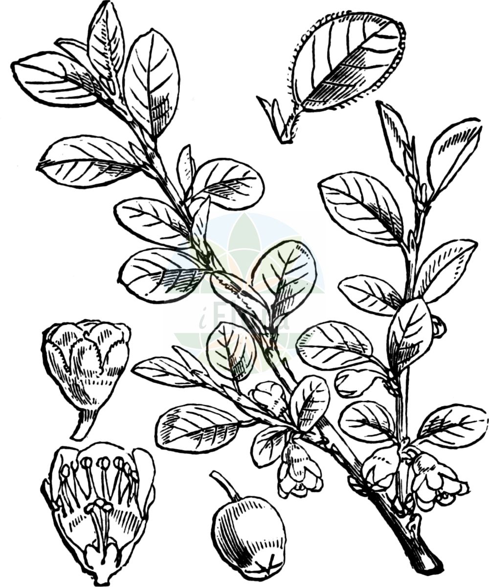 Historische Abbildung von Cotoneaster integerrimus (Felsen-Zwergmispel - European Cotoneaster). Das Bild zeigt Blatt, Bluete, Frucht und Same. ---- Historical Drawing of Cotoneaster integerrimus (Felsen-Zwergmispel - European Cotoneaster). The image is showing leaf, flower, fruit and seed.(Cotoneaster integerrimus,Felsen-Zwergmispel,European Cotoneaster,Cotoneaster cotoneaster,Cotoneaster integerrimus,Cotoneaster scandinavicus,Cotoneaster vulgaris,Crataegus cotoneaster,Gymnopyrenium vulgare,Mespilus cotoneaster,Ostinia cotoneaster,Pyrus cotoneaster,Felsen-Zwergmispel,Gewoehnliche Steinmispel,European Cotoneaster,Wild Cotoneaster,Cotoneaster,Zwergmispel,Dwarf Cotoneaster,Rosaceae,Rosengewächse,Rose family,Blatt,Bluete,Frucht,Same,leaf,flower,fruit,seed,Fitch et al. (1880))