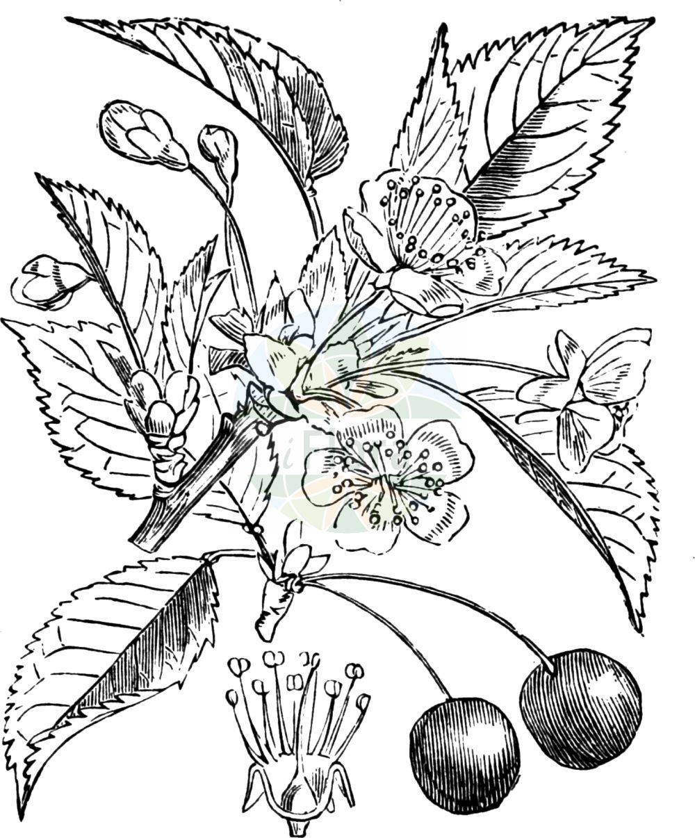 Historische Abbildung von Prunus cerasus (Sauer-Kirsche - Dwarf Cherry). Das Bild zeigt Blatt, Bluete, Frucht und Same. ---- Historical Drawing of Prunus cerasus (Sauer-Kirsche - Dwarf Cherry). The image is showing leaf, flower, fruit and seed.(Prunus cerasus,Sauer-Kirsche,Dwarf Cherry,Cerasus acida,Cerasus austera,Cerasus collina,Cerasus vulgaris,Prunus acida,Prunus caproniana,Prunus cerasus,Prunus cerasus subsp. acida,Sauer-Kirsche,Baum-Sauer-Kirsche,Strauch-Weichsel,Weichsel,Dwarf Cherry,Amarello Cherry,Sour Cherry,Tart Cherry,Prunus,Kirsche,Plum,Rosaceae,Rosengewächse,Rose family,Blatt,Bluete,Frucht,Same,leaf,flower,fruit,seed,Fitch et al. (1880))