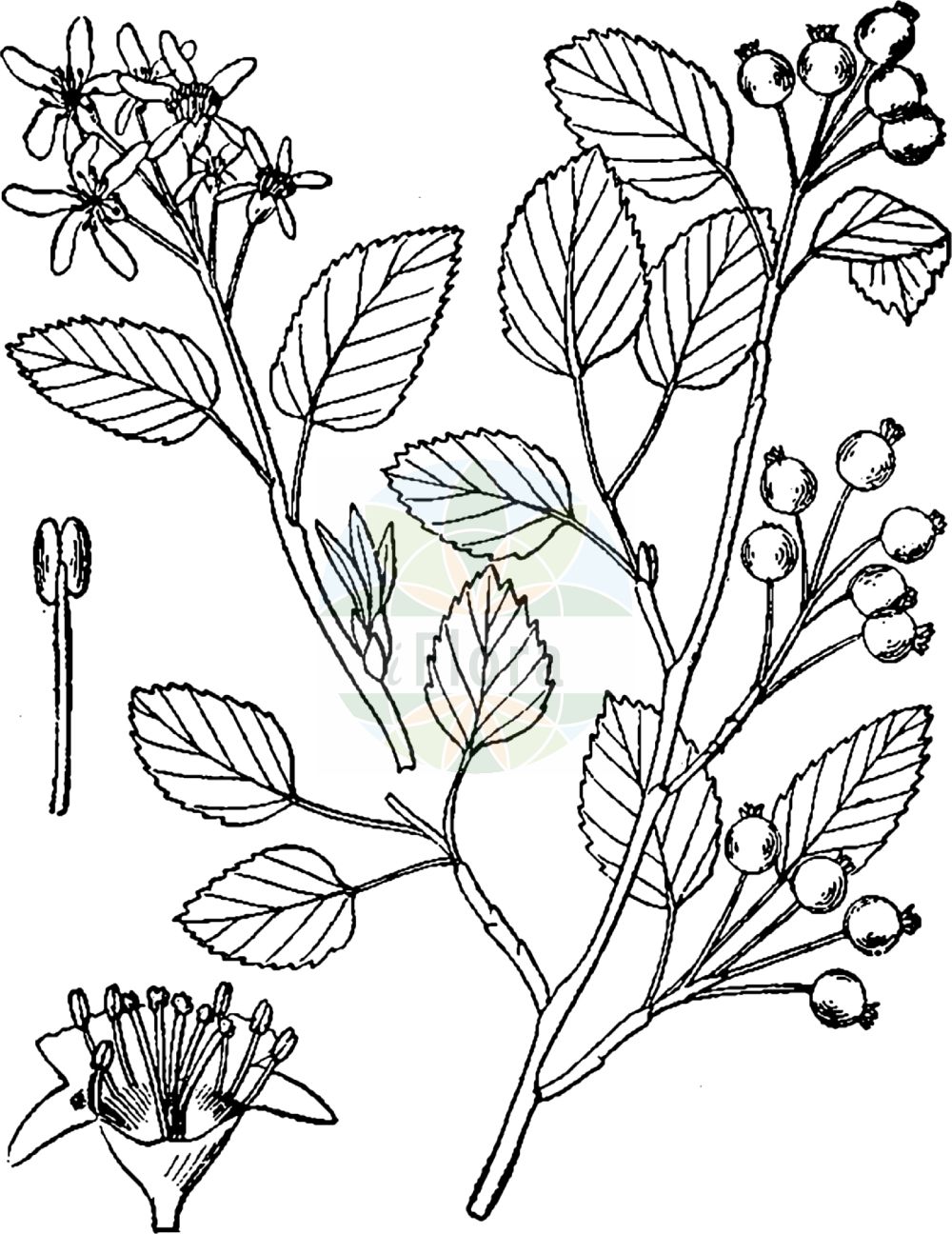 Historische Abbildung von Amelanchier spicata (Besen-Felsenbirne - Low Juneberry). Das Bild zeigt Blatt, Bluete, Frucht und Same. ---- Historical Drawing of Amelanchier spicata (Besen-Felsenbirne - Low Juneberry). The image is showing leaf, flower, fruit and seed.(Amelanchier spicata,Besen-Felsenbirne,Low Juneberry,Amelanchier spicata,Aronia ovalis,Crataegus spicata,Pyrus ovalis,Besen-Felsenbirne,Low Juneberry,Dwarf Serviceberry,Thicket Shadbush,Amelanchier,Felsenbirne,Serviceberry,Rosaceae,Rosengewächse,Rose family,Blatt,Bluete,Frucht,Same,leaf,flower,fruit,seed,Britton & Brown (1913))
