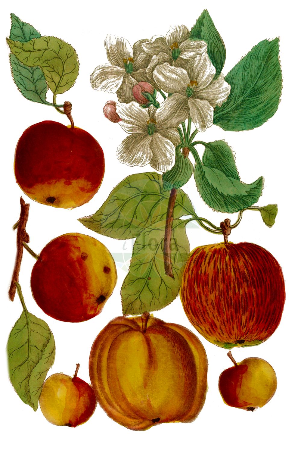 Historische Abbildung von Malus pumila (Garten-Apfel - Orchard Apple). Das Bild zeigt Blatt, Bluete, Frucht und Same. ---- Historical Drawing of Malus pumila (Garten-Apfel - Orchard Apple). The image is showing leaf, flower, fruit and seed.(Malus pumila,Garten-Apfel,Orchard Apple,Malus dioica,Malus domestica,Malus frutescens,Malus paradisiaca,Malus pumila,Malus sativa,Malus sieversii,Malus sylvestris,Pyrenia malus,Pyrus cavillea,Pyrus dioica,Pyrus epirotica,Pyrus paradisiaca,Pyrus prasomila,Pyrus pumila,Pyrus sieversii,Pyrus sylvestris,Sorbus malus,Garten-Apfel,Kultur-Apfel,Orchard Apple,Malus,Apfel,Apple,Rosaceae,Rosengewächse,Rose family,Blatt,Bluete,Frucht,Same,leaf,flower,fruit,seed,Weinmann (1737-1745))