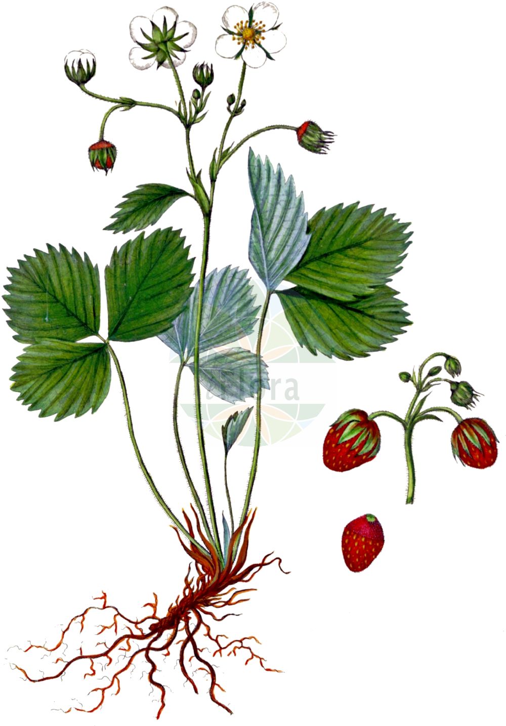 Historische Abbildung von Fragaria viridis (Hügel-Erbeere - Creamy Strawberry). Das Bild zeigt Blatt, Bluete, Frucht und Same. ---- Historical Drawing of Fragaria viridis (Hügel-Erbeere - Creamy Strawberry). The image is showing leaf, flower, fruit and seed.(Fragaria viridis,Hügel-Erbeere,Creamy Strawberry,Dactylophyllum ehrhartii,Fragaria bargea,Fragaria bifera,Fragaria breslingea,Fragaria calycina,Fragaria campana,Fragaria cerinoalba,Fragaria collina,Fragaria collivaga,Fragaria consobrina,Fragaria drymophila,Fragaria dumetorum,Fragaria heterophila,Fragaria majaufea,Fragaria nigra,Fragaria pistillaris,Fragaria rubricaulis,Fragaria silvulicola,Fragaria soyieriana,Fragaria suecica,Fragaria thomasiana,Fragaria viridis,Fragaria zapateriana,Huegel-Erbeere,Huegel-Erdbeere,Knackbeere,Creamy Strawberry,Green Strawberry,Fragaria,Erdbeere,Strawberry,Rosaceae,Rosengewächse,Rose family,Blatt,Bluete,Frucht,Same,leaf,flower,fruit,seed,Oeder (1761-1883))