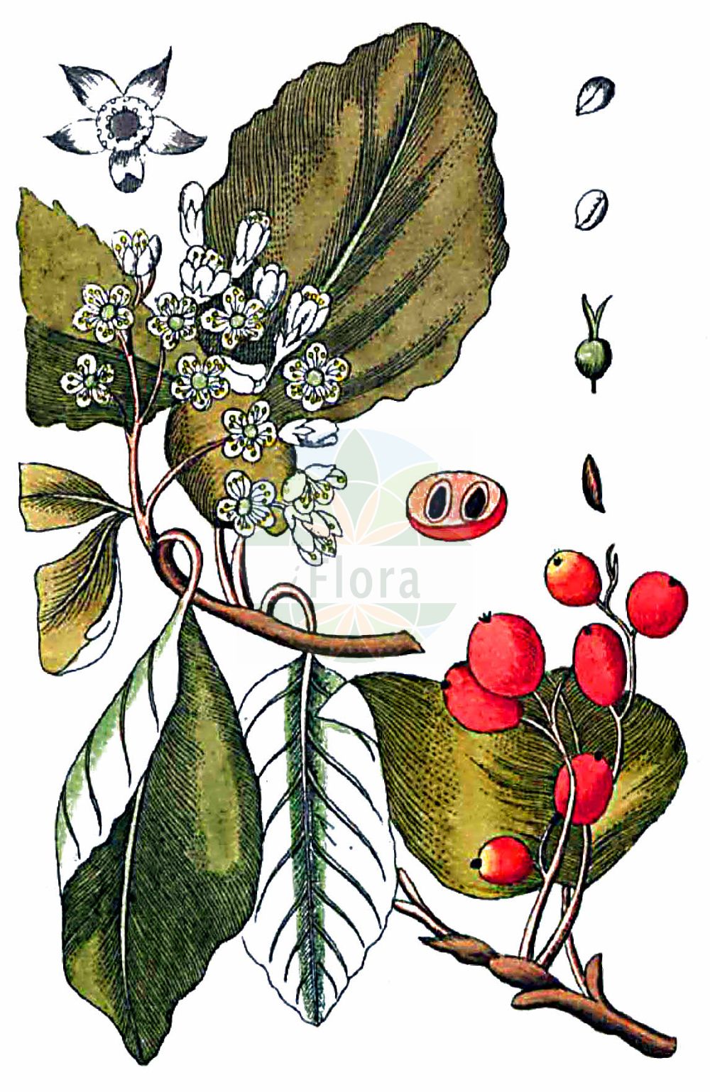 Historische Abbildung von Sorbus aria (Gewöhnliche Mehlbeere - Common Whitebeam). Das Bild zeigt Blatt, Bluete, Frucht und Same. ---- Historical Drawing of Sorbus aria (Gewöhnliche Mehlbeere - Common Whitebeam). The image is showing leaf, flower, fruit and seed.(Sorbus aria,Gewöhnliche Mehlbeere,Common Whitebeam,Azarolus aria,Crataegus aria,Hahnia aria,Lazarolus aria,Malus aria,Pyrenia aria,Pyrus aria,Sorbus aria,Gewoehnliche Mehlbeere,Echte Mehlbeere,Common Whitebeam,Rowan,Moutain Ash,Sorbus,Vogelbeere,White Beam,Rosaceae,Rosengewächse,Rose family,Blatt,Bluete,Frucht,Same,leaf,flower,fruit,seed,Gesellschaft Kraeuterkenner (1778-1794))