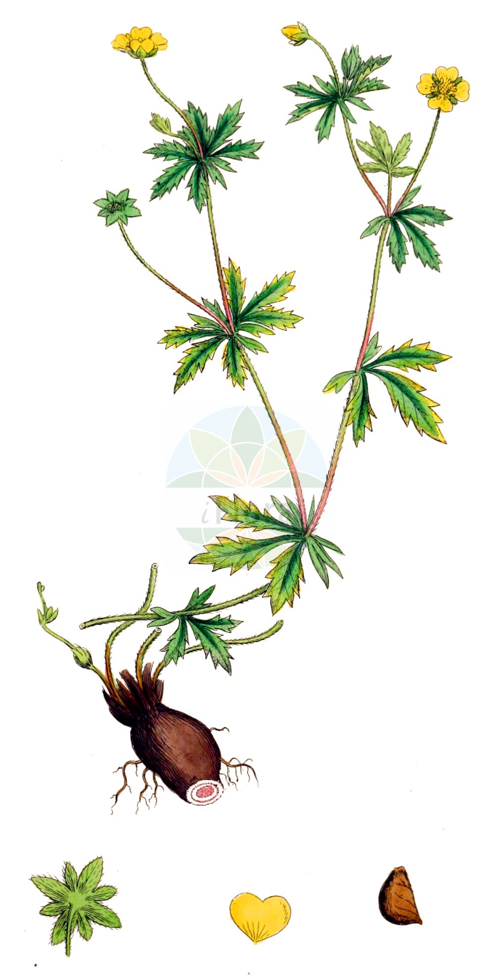 Historische Abbildung von Potentilla erecta (Blutwurz - Tormentil). Das Bild zeigt Blatt, Bluete, Frucht und Same. ---- Historical Drawing of Potentilla erecta (Blutwurz - Tormentil). The image is showing leaf, flower, fruit and seed.(Potentilla erecta,Blutwurz,Tormentil,Fragaria tormentilla,Chaenomeles japonica,Geum macrophyllum,Acaena novae-zelandiae,Spiraea media,Cotoneaster pannosus,Cotoneaster sternianus,Cotoneaster salicifolius,Potentilla dacica,Potentilla divergens,Potentilla erecta,Potentilla favratii,Potentilla laeta,Potentilla monacensis,Potentilla officinalis,Potentilla sciaphila,Potentilla strictissima,Potentilla sylvestris,Potentilla tetrapetala,Potentilla tormentilla,Tormentilla adstringens,Tormentilla alpina,Tormentilla dissecta,Tormentilla divergens,Tormentilla erecta,Tormentilla ericetorum,Tormentilla gracilis,Tormentilla montana,Tormentilla nodosa,Tormentilla officinalis,Tormentilla officinarum,Tormentilla orophila,Tormentilla parviflora,Tormentilla recta,Tormentilla sessilifolia,Tormentilla sylvestris,Tormentilla vulgaris,Blutwurz,Tormentille,Tormentil,Bloodroot,Erect Cinquefoil,Bloodwort,Common Tormentil,Potentilla,Fingerkraut,Cinquefoil,Rosaceae,Rosengewächse,Rose family,Blatt,Bluete,Frucht,Same,leaf,flower,fruit,seed,Sowerby (1790-1813))