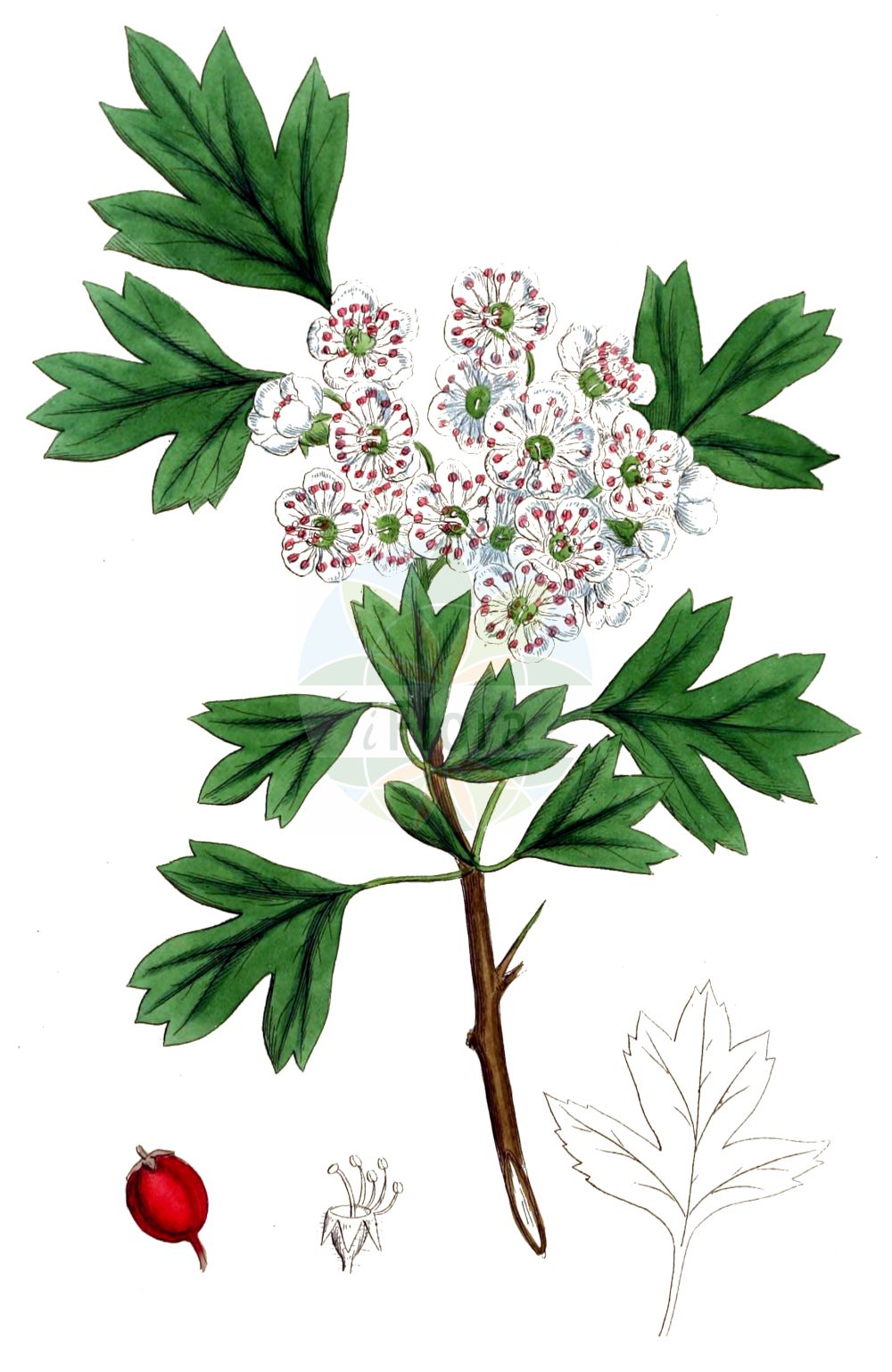 Historische Abbildung von Crataegus monogyna (Eingriffeliger Weißdorn - Hawthorn). Das Bild zeigt Blatt, Bluete, Frucht und Same. ---- Historical Drawing of Crataegus monogyna (Eingriffeliger Weißdorn - Hawthorn). The image is showing leaf, flower, fruit and seed.(Crataegus monogyna,Eingriffeliger Weißdorn,Hawthorn,Crataegus aegeica,Crataegus aguilaris,Crataegus alemanniensis,Crataegus alutacea,Crataegus apiifolia,Crataegus azarella,Crataegus borealoides,Crataegus bracteolaris,Crataegus brevispina,Crataegus chlorocarpa,Crataegus cuneata,Crataegus curvisepaloides,Crataegus debeauxii,Crataegus dissecta,Crataegus diversifolia,Crataegus elegans,Crataegus floribunda,Crataegus granatensis,Crataegus hirsuta,Crataegus inermis,Crataegus insegnae,Crataegus integerrima,Crataegus intermedia,Crataegus jacquinii,Crataegus krima,Crataegus krumbholzii,Crataegus kyrtostyla,Crataegus lamprophylla,Crataegus lasiocarpa,Crataegus leiomonogyna,Crataegus lipskyi,Crataegus maroccana,Crataegus maura,Crataegus monogyna,Crataegus oligacantha,Crataegus orientobaltica,Crataegus panachaica,Crataegus parvifolia,Crataegus paucifoliata,Crataegus petiolulata,Crataegus popovii,Crataegus praearmata,Crataegus pulchella,Crataegus segobricensis,Crataegus septempartita,Crataegus stevenii,Crataegus subborealis,Crataegus subintegriloba,Crataegus sublucens,Crataegus subserrata,Crataegus thyrsoidea,Crataegus triloba,Crataegus villosa,Crataegus xeromorpha,Mespilus brevispina,Mespilus diversifolia,Mespilus elegans,Mespilus fissa,Mespilus insegnae,Mespilus maroccana,Mespilus maura,Mespilus monogyna,Mespilus polyacantha,Mespilus triloba,Oxyacantha apiifolia,Oxyacantha azarella,Oxyacantha elegans,Oxyacantha granatensis,Oxyacantha kyrtostyla,Oxyacantha monogyna,Eingriffeliger Weissdorn,Eingriffel-Weissdorn,Einkern-Weissdorn,Spitzlappiger Weissdorn,Hawthorn,Common Hawthorn,Oneseed Hawthorn,English Hawthorn,May,Quickthorn,Single-seed Hawthorn,Whitethorn,Crataegus,Weißdorn,Hawthorn,Rosaceae,Rosengewächse,Rose family,Blatt,Bluete,Frucht,Same,leaf,flower,fruit,seed,Sowerby (1790-1813))