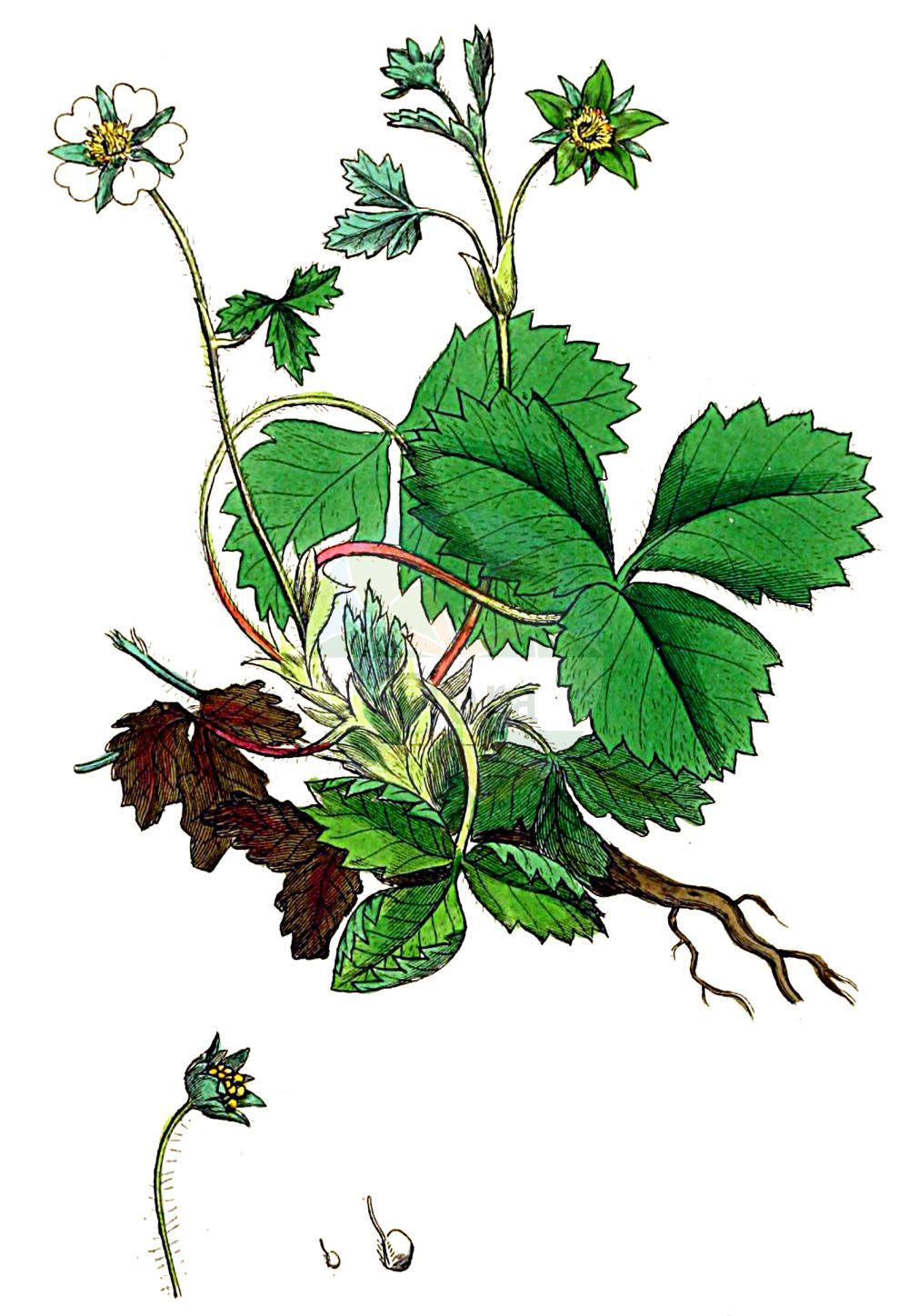 Historische Abbildung von Potentilla sterilis (Erdbeer-Fingerkraut - Barren Strawberry). Das Bild zeigt Blatt, Bluete, Frucht und Same. ---- Historical Drawing of Potentilla sterilis (Erdbeer-Fingerkraut - Barren Strawberry). The image is showing leaf, flower, fruit and seed.(Potentilla sterilis,Erdbeer-Fingerkraut,Barren Strawberry,Comarum fragarioides,Dactylophyllum fragariastrum,Fraga sterilis,Fragaria praecox,Fragaria sicca,Fragaria sterilis,Fragariastrum sterile,Potentilla emarginata,Potentilla fragariastrum,Potentilla fragarioides,Potentilla gunneri,Potentilla prostrata,Potentilla sicca,Potentilla sterilis,Tormentilla fragarioides,Tormentilla obovatifolia,Erdbeer-Fingerkraut,Barren Strawberry,Strawberryleaf Cinquefoil,Potentilla,Fingerkraut,Cinquefoil,Rosaceae,Rosengewächse,Rose family,Blatt,Bluete,Frucht,Same,leaf,flower,fruit,seed,Sowerby (1790-1813))
