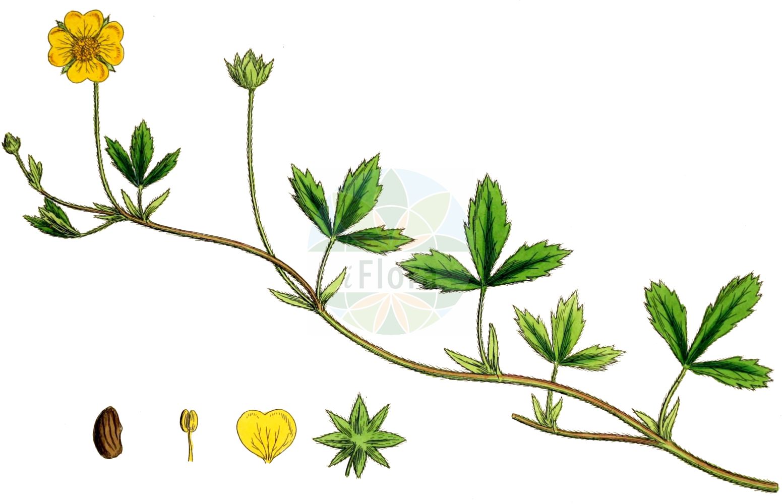 Historische Abbildung von Potentilla anglica (Englisches Fingerkraut - Trailing Tormentil). Das Bild zeigt Blatt, Bluete, Frucht und Same. ---- Historical Drawing of Potentilla anglica (Englisches Fingerkraut - Trailing Tormentil). The image is showing leaf, flower, fruit and seed.(Potentilla anglica,Englisches Fingerkraut,Trailing Tormentil,Potentilla anglica,Potentilla nemoralis,Potentilla salisii,Potentilla tormentilla subsp. procumbens,Englisches Fingerkraut,Trailing Tormentil,English Cinquefoil,Silver Cinquefoil,Potentilla,Fingerkraut,Cinquefoil,Rosaceae,Rosengewächse,Rose family,Blatt,Bluete,Frucht,Same,leaf,flower,fruit,seed,Sowerby (1790-1813))