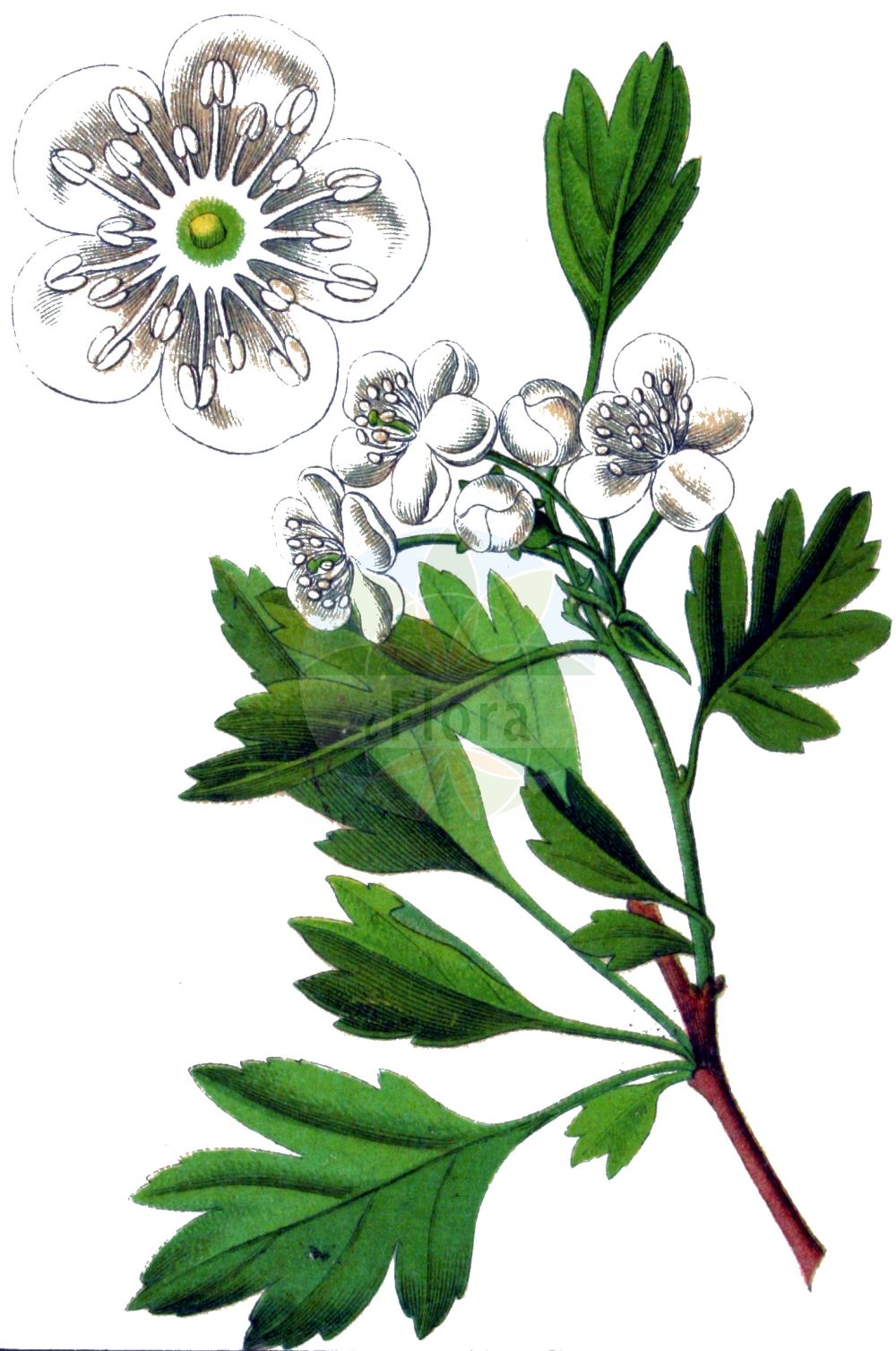 Historische Abbildung von Crataegus monogyna (Eingriffeliger Weißdorn - Hawthorn). Das Bild zeigt Blatt, Bluete, Frucht und Same. ---- Historical Drawing of Crataegus monogyna (Eingriffeliger Weißdorn - Hawthorn). The image is showing leaf, flower, fruit and seed.(Crataegus monogyna,Eingriffeliger Weißdorn,Hawthorn,Crataegus aegeica,Crataegus aguilaris,Crataegus alemanniensis,Crataegus alutacea,Crataegus apiifolia,Crataegus azarella,Crataegus borealoides,Crataegus bracteolaris,Crataegus brevispina,Crataegus chlorocarpa,Crataegus cuneata,Crataegus curvisepaloides,Crataegus debeauxii,Crataegus dissecta,Crataegus diversifolia,Crataegus elegans,Crataegus floribunda,Crataegus granatensis,Crataegus hirsuta,Crataegus inermis,Crataegus insegnae,Crataegus integerrima,Crataegus intermedia,Crataegus jacquinii,Crataegus krima,Crataegus krumbholzii,Crataegus kyrtostyla,Crataegus lamprophylla,Crataegus lasiocarpa,Crataegus leiomonogyna,Crataegus lipskyi,Crataegus maroccana,Crataegus maura,Crataegus monogyna,Crataegus oligacantha,Crataegus orientobaltica,Crataegus panachaica,Crataegus parvifolia,Crataegus paucifoliata,Crataegus petiolulata,Crataegus popovii,Crataegus praearmata,Crataegus pulchella,Crataegus segobricensis,Crataegus septempartita,Crataegus stevenii,Crataegus subborealis,Crataegus subintegriloba,Crataegus sublucens,Crataegus subserrata,Crataegus thyrsoidea,Crataegus triloba,Crataegus villosa,Crataegus xeromorpha,Mespilus brevispina,Mespilus diversifolia,Mespilus elegans,Mespilus fissa,Mespilus insegnae,Mespilus maroccana,Mespilus maura,Mespilus monogyna,Mespilus polyacantha,Mespilus triloba,Oxyacantha apiifolia,Oxyacantha azarella,Oxyacantha elegans,Oxyacantha granatensis,Oxyacantha kyrtostyla,Oxyacantha monogyna,Eingriffeliger Weissdorn,Eingriffel-Weissdorn,Einkern-Weissdorn,Spitzlappiger Weissdorn,Hawthorn,Common Hawthorn,Oneseed Hawthorn,English Hawthorn,May,Quickthorn,Single-seed Hawthorn,Whitethorn,Crataegus,Weißdorn,Hawthorn,Rosaceae,Rosengewächse,Rose family,Blatt,Bluete,Frucht,Same,leaf,flower,fruit,seed,Sturm (1796f))