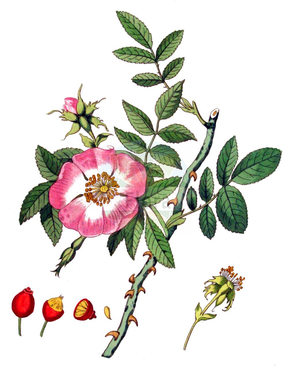 Historische Abbildung von Rosa canina (Hundsrose - Dog-rose). Das Bild zeigt Blatt, Bluete, Frucht und Same. ---- Historical Drawing of Rosa canina (Hundsrose - Dog-rose). The image is showing leaf, flower, fruit and seed.(Rosa canina,Hundsrose,Dog-rose,Crepinia aciphylla,Crepinia andegavensis,Crepinia canina,Crepinia psilophylla,Crepinia squarrosa,Rosa achburensis,Rosa aciphylla,Rosa actinodroma,Rosa adenocalyx,Rosa adscita,Rosa afzeliana,Rosa agraria,Rosa albolutescens,Rosa amansii,Rosa ambigua,Rosa analoga,Rosa andegavensis,Rosa arguta,Rosa armata,Rosa armoricana,Rosa aspernata,Rosa aspratilis,Rosa belgradensis,Rosa biebersteiniana,Rosa blondeauana,Rosa bujedana,Rosa calvatostyla,Rosa calycina,Rosa cariotii,Rosa catalaunica,Rosa caucasea,Rosa caucasica,Rosa chaboissaei,Rosa ciliatosepala,Rosa cladoleia,Rosa condensata,Rosa controversa,Rosa curticola,Rosa desvauxii,Rosa didoensis,Rosa dilucida,Rosa disparilis,Rosa dollineriana,Rosa dolosa,Rosa dumosa,Rosa edita,Rosa eriostyla,Rosa exilis,Rosa fallax,Rosa fallens,Rosa firma,Rosa firmula,Rosa fissispina,Rosa flavidifolia,Rosa flexibilis,Rosa fraxinoides,Rosa frivaldskyi,Rosa frondosa,Rosa generalis,Rosa glaberrima,Rosa glaucina,Rosa globularis,Rosa haematodes,Rosa hirsuta,Rosa hirtella,Rosa horridula,Rosa inconspicua,Rosa intercedens,Rosa laxifolia,Rosa leiostyla,Rosa lemaitrei,Rosa litigiosa,Rosa lonaczevskii,Rosa longituba,Rosa ludibunda,Rosa lutetiana,Rosa macroacantha,Rosa macrostylis,Rosa maeotica,Rosa mandonii,Rosa marisensis,Rosa mediata,Rosa medioxima,Rosa mollardiana,Rosa montivaga,Rosa mucronulata,Rosa myrtilloides,Rosa nemophila,Rosa nervulosa,Rosa nitens,Rosa novella,Rosa oblonga,Rosa oblongata,Rosa occulta,Rosa oenensis,Rosa ololeia,Rosa oreades,Rosa penchinatii,Rosa polyodon,Rosa porrectidens,Rosa praeterita,Rosa pratincola,Rosa prutensis,Rosa psilophylla,Rosa pubens,Rosa ramosissima,Rosa raui,Rosa reboudiana,Rosa retusa,Rosa rorida,Rosa rougeonensis,Rosa rubelliflora,Rosa rubescens,Rosa sarmentacea,Rosa saxatilis,Rosa sazilliacensis,Rosa scabrata,Rosa semiglandulosa,Rosa senticosa,Rosa separabilis,Rosa sepium,Rosa seposita,Rosa simplicidens,Rosa slobodjanii,Rosa sosnowskyi,Rosa sphaerica,Rosa sphaeroidea,Rosa spuria,Rosa squarrosa,Rosa stenocarpa,Rosa stipularis,Rosa subertii,Rosa superba,Rosa sylvularum,Rosa syntrichostyla,Rosa systylomorpha,Rosa timbaliana,Rosa touranginiana,Rosa transsilvanica,Rosa tyraica,Rosa verlotii,Rosa vinacea,Rosa vinealis,Rosa vinetorum,Rosa wettsteinii,Rosa canina,Hundsrose,Anjou-Hunds-Rose,Hunds-Rose,Dog-rose,Briar Rose,Common Briar,Rosa,Rose,Rose,Rosaceae,Rosengewächse,Rose family,Blatt,Bluete,Frucht,Same,leaf,flower,fruit,seed,Kops (1800-1934))