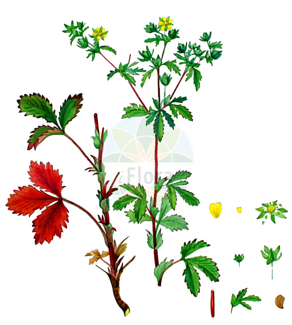 Historische Abbildung von Potentilla norvegica (Norwegisches Fingerkraut - Ternate-leaved Cinquefoil). Das Bild zeigt Blatt, Bluete, Frucht und Same. ---- Historical Drawing of Potentilla norvegica (Norwegisches Fingerkraut - Ternate-leaved Cinquefoil). The image is showing leaf, flower, fruit and seed.(Potentilla norvegica,Norwegisches Fingerkraut,Ternate-leaved Cinquefoil,Pentaphyllum norvegicum,Potentilla fragariifolia,Potentilla grossa,Potentilla gusuleacii,Potentilla norvegica,Tridophyllum norvegicum,Norwegisches Fingerkraut,Ternate-leaved Cinquefoil,Norwegian Cinquefoil,Rough Cinquefoil,Potentilla,Fingerkraut,Cinquefoil,Rosaceae,Rosengewächse,Rose family,Blatt,Bluete,Frucht,Same,leaf,flower,fruit,seed,Kops (1800-1934))
