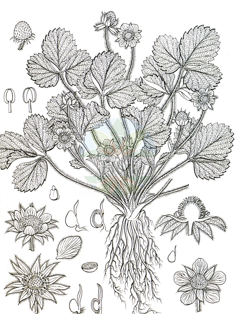 Historische Abbildung von Fragaria moschata (Zimt-Erdbeere - Hautbois Strawberry). Das Bild zeigt Blatt, Bluete, Frucht und Same. ---- Historical Drawing of Fragaria moschata (Zimt-Erdbeere - Hautbois Strawberry). The image is showing leaf, flower, fruit and seed.(Fragaria moschata,Zimt-Erdbeere,Hautbois Strawberry,Fragaria elatior,Fragaria magna,Fragaria moschata,Fragaria pratensis,Fragaria reversa,Potentilla moschata,Zimt-Erdbeere,Grosse Erdbeere,Hautbois Strawberry,Fragaria,Erdbeere,Strawberry,Rosaceae,Rosengewächse,Rose family,Blatt,Bluete,Frucht,Same,leaf,flower,fruit,seed,Wight (1840-1850))