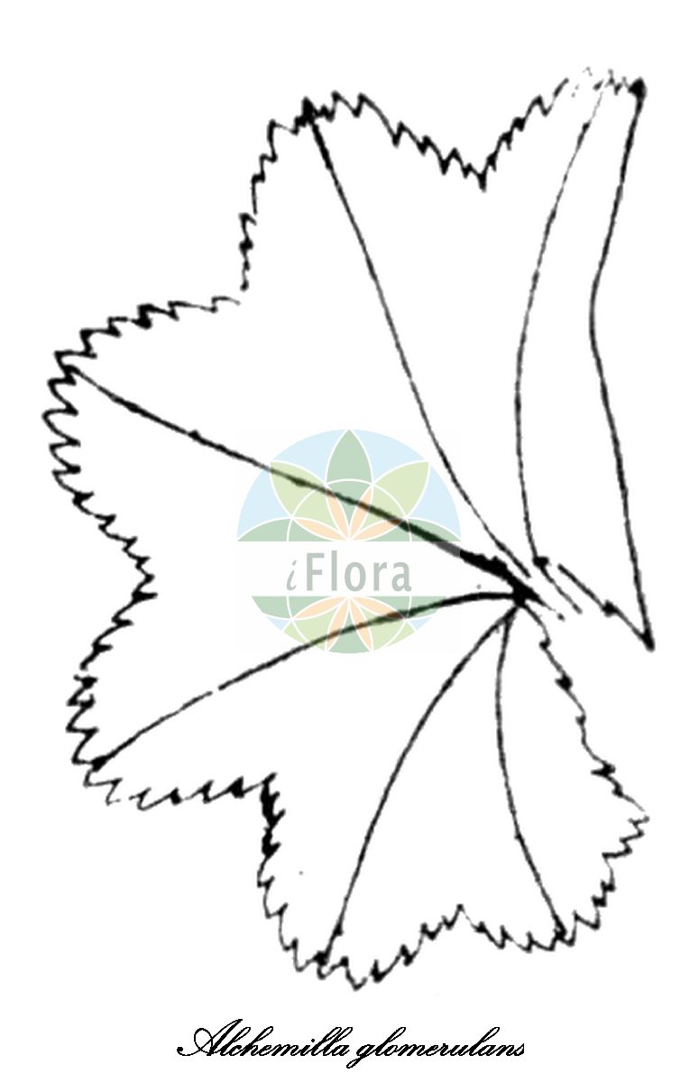 Historische Abbildung von Alchemilla glomerulans (Knäuel-Frauenmantel - Clustered lady's mantle). Das Bild zeigt Blatt, Bluete, Frucht und Same. ---- Historical Drawing of Alchemilla glomerulans (Knäuel-Frauenmantel - Clustered lady's mantle). The image is showing leaf, flower, fruit and seed.(Alchemilla glomerulans,Knäuel-Frauenmantel,Clustered lady's mantle,Alchemilla glacialis,Alchemilla oskarssonii,Alchemilla pseudomicans,Alchemilla,Frauenmantel,Lady’s mantle,Rosaceae,Rosengewächse,Rose family,Blatt,Bluete,Frucht,Same,leaf,flower,fruit,seed,Hegi (1908ff))