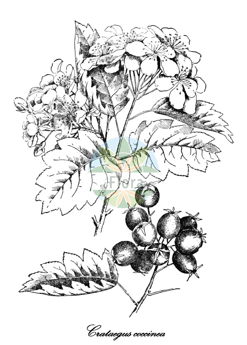 Historische Abbildung von Crataegus coccinea (Scharlachdorn - Pear-fruited Cockspurthorn). Das Bild zeigt Blatt, Bluete, Frucht und Same. ---- Historical Drawing of Crataegus coccinea (Scharlachdorn - Pear-fruited Cockspurthorn). The image is showing leaf, flower, fruit and seed.(Crataegus coccinea,Scharlachdorn,Pear-fruited Cockspurthorn,Crataegus acclivis,Crataegus assurgens,Crataegus aulica,Crataegus burkeana,Crataegus caesa,Crataegus confinis,Crataegus delecta,Crataegus digna,Crataegus eamesii,Crataegus ellwangeriana,Crataegus gloriosa,Crataegus letchworthiana,Crataegus pedicellata,Crataegus perrara,Crataegus perspicabilis,Crataegus polita,Crataegus pura,Crataegus radians,Crataegus robesoniana,Crataegus sejuncta,Crataegus spissiflora,Crataegus uticaensis,Crataegus vivida,Mespilus coccinea,Crataegus,Weißdorn,Hawthorn,Rosaceae,Rosengewächse,Rose family,Blatt,Bluete,Frucht,Same,leaf,flower,fruit,seed,Lounsberry & Rowan (1900))