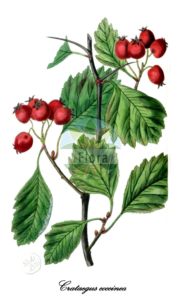 Historische Abbildung von Crataegus coccinea (Scharlachdorn - Pear-fruited Cockspurthorn). Das Bild zeigt Blatt, Bluete, Frucht und Same. ---- Historical Drawing of Crataegus coccinea (Scharlachdorn - Pear-fruited Cockspurthorn). The image is showing leaf, flower, fruit and seed.(Crataegus coccinea,Scharlachdorn,Pear-fruited Cockspurthorn,Crataegus acclivis,Crataegus assurgens,Crataegus aulica,Crataegus burkeana,Crataegus caesa,Crataegus confinis,Crataegus delecta,Crataegus digna,Crataegus eamesii,Crataegus ellwangeriana,Crataegus gloriosa,Crataegus letchworthiana,Crataegus pedicellata,Crataegus perrara,Crataegus perspicabilis,Crataegus polita,Crataegus pura,Crataegus radians,Crataegus robesoniana,Crataegus sejuncta,Crataegus spissiflora,Crataegus uticaensis,Crataegus vivida,Mespilus coccinea,Crataegus,Weißdorn,Hawthorn,Rosaceae,Rosengewächse,Rose family,Blatt,Bluete,Frucht,Same,leaf,flower,fruit,seed,Edwards Botanical Register (1829f))