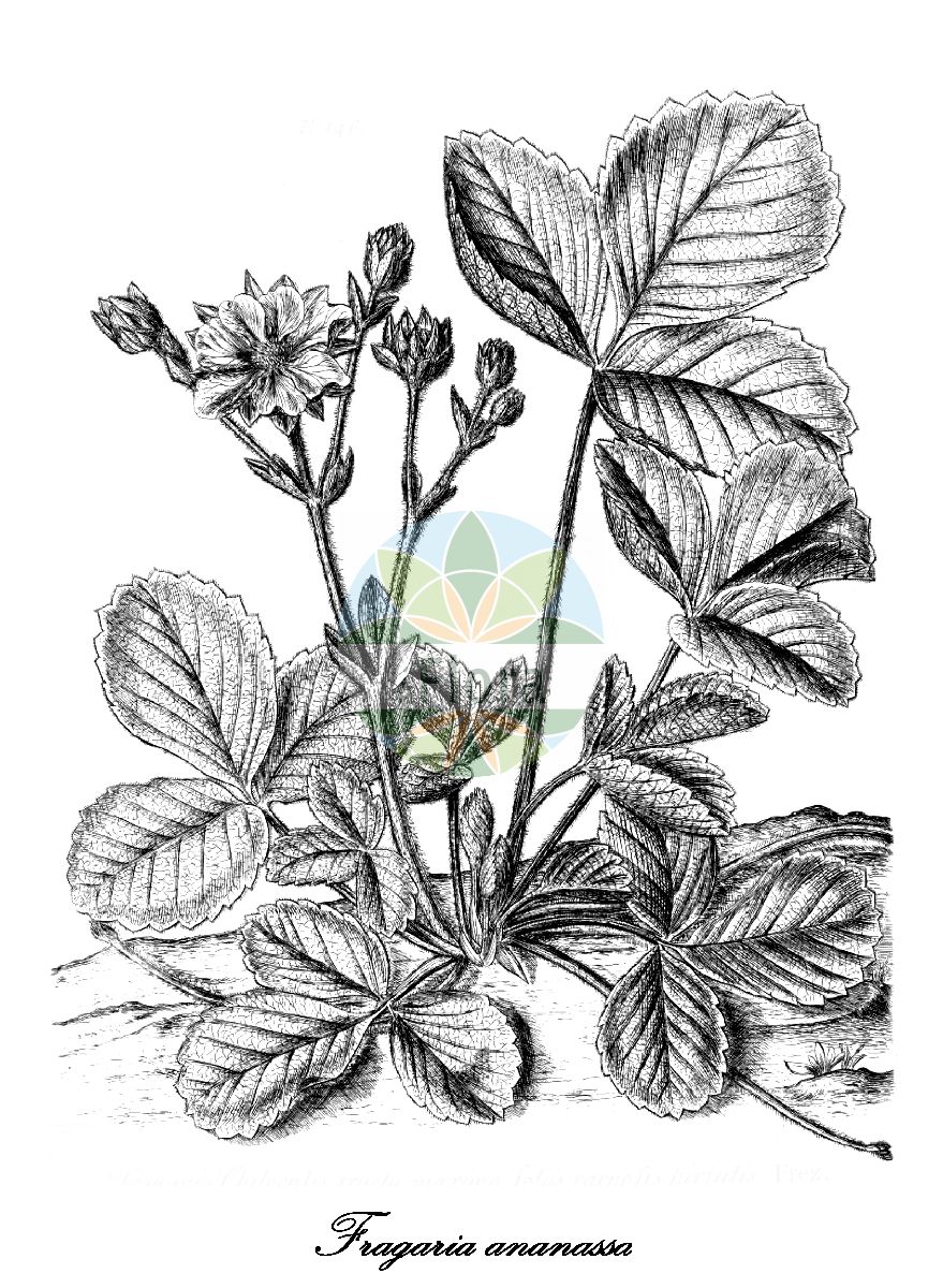 Historische Abbildung von Fragaria ananassa (Garten-Erdbeere - Garden Strawberry). Das Bild zeigt Blatt, Bluete, Frucht und Same. ---- Historical Drawing of Fragaria ananassa (Garten-Erdbeere - Garden Strawberry). The image is showing leaf, flower, fruit and seed.(Fragaria ananassa,Garten-Erdbeere,Garden Strawberry,Fragaria bathonica,Fragaria calyculata,Fragaria caroliniana,Fragaria cultorum,Fragaria cuneifolia,Fragaria latiuscula,Fragaria suchiana,Potentilla ananassa,Ananas-Erdbeere,Fragaria,Erdbeere,Strawberry,Rosaceae,Rosengewächse,Rose family,Blatt,Bluete,Frucht,Same,leaf,flower,fruit,seed,Dillenius (1732))
