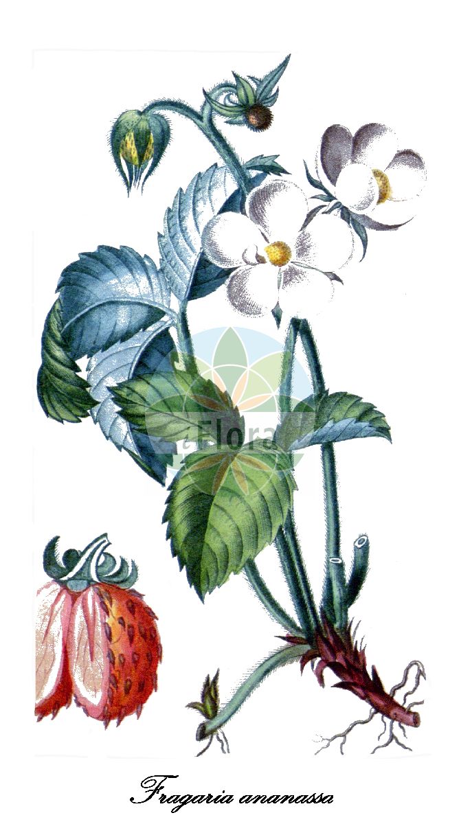 Historische Abbildung von Fragaria ananassa (Garten-Erdbeere - Garden Strawberry). Das Bild zeigt Blatt, Bluete, Frucht und Same. ---- Historical Drawing of Fragaria ananassa (Garten-Erdbeere - Garden Strawberry). The image is showing leaf, flower, fruit and seed.(Fragaria ananassa,Garten-Erdbeere,Garden Strawberry,Fragaria bathonica,Fragaria calyculata,Fragaria caroliniana,Fragaria cultorum,Fragaria cuneifolia,Fragaria latiuscula,Fragaria suchiana,Potentilla ananassa,Ananas-Erdbeere,Fragaria,Erdbeere,Strawberry,Rosaceae,Rosengewächse,Rose family,Blatt,Bluete,Frucht,Same,leaf,flower,fruit,seed)