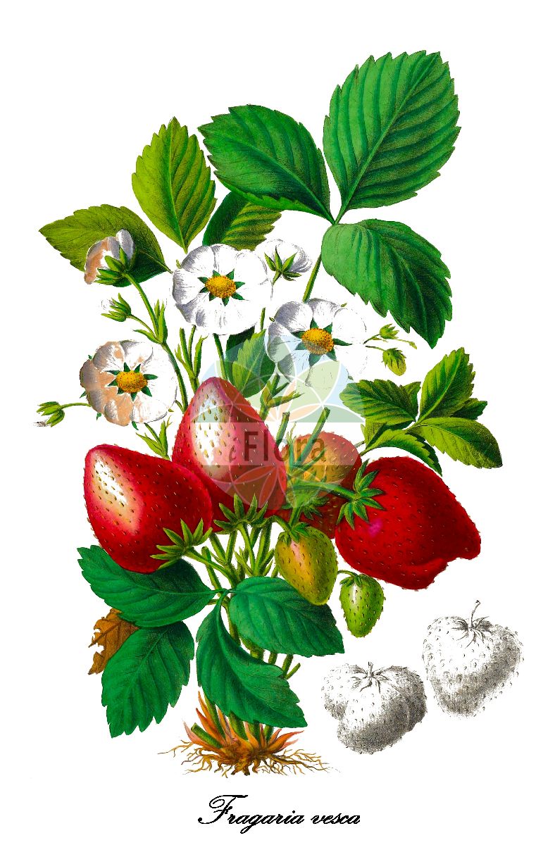 Historische Abbildung von Fragaria vesca (Wald-Erdbeere - Wild Strawberry). Das Bild zeigt Blatt, Bluete, Frucht und Same. ---- Historical Drawing of Fragaria vesca (Wald-Erdbeere - Wild Strawberry). The image is showing leaf, flower, fruit and seed.(Fragaria vesca,Wald-Erdbeere,Wild Strawberry,Dactylophyllum fragaria,Fragaria hortensis,Fragaria abnormis,Fragaria succulenta,Fragaria aliena,Fragaria alpina,Fragaria botryformis,Fragaria bractetata,Fragaria eflagellis,Fragaria florentina,Fragaria helleri,Fragaria minor,Fragaria monophylla,Fragaria multiplex,Fragaria muricata,Fragaria nemoralis,Fragaria nuda,Fragaria portentosa,Fragaria roseiflora,Fragaria semperflorens,Fragaria sylvestris,Fragaria unifolia,Fragaria vulgaris,Potentilla vesca,European Strawberry,Virginia Strawberry,Woodland Strawberry,Fragaria,Erdbeere,Strawberry,Rosaceae,Rosengewächse,Rose family,Blatt,Bluete,Frucht,Same,leaf,flower,fruit,seed,Denisse (1843-1846))
