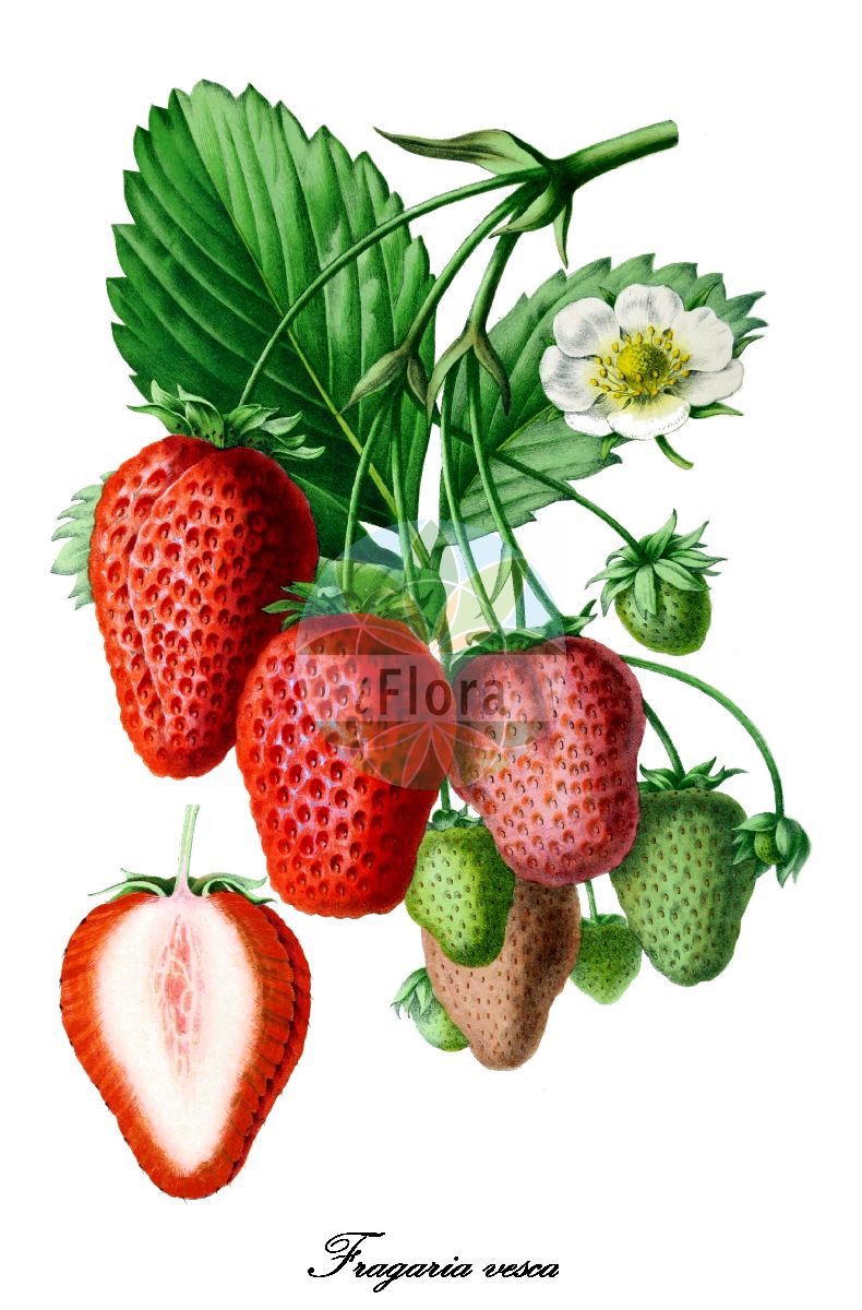 Historische Abbildung von Fragaria vesca (Wald-Erdbeere - Wild Strawberry). Das Bild zeigt Blatt, Bluete, Frucht und Same. ---- Historical Drawing of Fragaria vesca (Wald-Erdbeere - Wild Strawberry). The image is showing leaf, flower, fruit and seed.(Fragaria vesca,Wald-Erdbeere,Wild Strawberry,Dactylophyllum fragaria,Fragaria hortensis,Fragaria abnormis,Fragaria succulenta,Fragaria aliena,Fragaria alpina,Fragaria botryformis,Fragaria bractetata,Fragaria eflagellis,Fragaria florentina,Fragaria helleri,Fragaria minor,Fragaria monophylla,Fragaria multiplex,Fragaria muricata,Fragaria nemoralis,Fragaria nuda,Fragaria portentosa,Fragaria roseiflora,Fragaria semperflorens,Fragaria sylvestris,Fragaria unifolia,Fragaria vulgaris,Potentilla vesca,European Strawberry,Virginia Strawberry,Woodland Strawberry,Fragaria,Erdbeere,Strawberry,Rosaceae,Rosengewächse,Rose family,Blatt,Bluete,Frucht,Same,leaf,flower,fruit,seed,Revue horticole (1861))