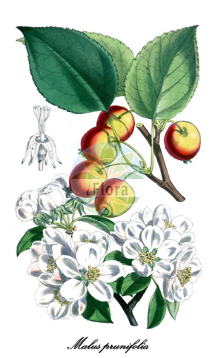 Historische Abbildung von Malus prunifolia (Pflaumenblättriger Apfel - pearleaf crabapple). Das Bild zeigt Blatt, Bluete, Frucht und Same. ---- Historical Drawing of Malus prunifolia (Pflaumenblättriger Apfel - pearleaf crabapple). The image is showing leaf, flower, fruit and seed.(Malus prunifolia,Pflaumenblättriger Apfel,pearleaf crabapple,Malus,Apfel,Apple,Rosaceae,Rosengewächse,Rose family,Blatt,Bluete,Frucht,Same,leaf,flower,fruit,seed,Curtis Botanical Magazine (1875))