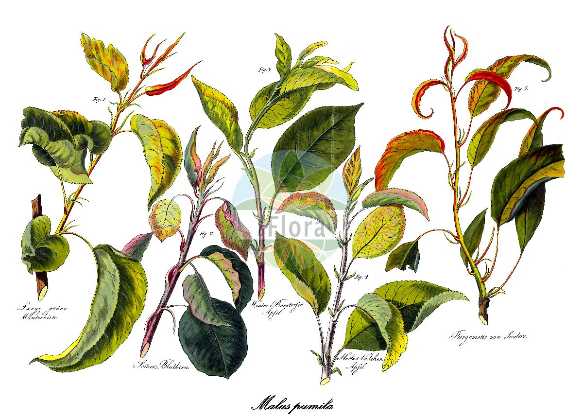 Historische Abbildung von Malus pumila (Kultur-Apfel - common crabapple). Das Bild zeigt Blatt, Bluete, Frucht und Same. ---- Historical Drawing of Malus pumila (Kultur-Apfel - common crabapple). The image is showing leaf, flower, fruit and seed.(Malus pumila,Kultur-Apfel,common crabapple,Malus dioica,Malus domestica,Malus frutescens,Malus paradisiaca,Malus sativa,Malus sieversii,Malus sylvestris,Pyrenia malus,Pyrus cavillea,Pyrus dioica,Pyrus epirotica,Pyrus paradisiaca,Pyrus prasomila,Pyrus pumila,Pyrus sieversii,Pyrus sylvestris,Sorbus malus,Garten-Apfel,Malus,Apfel,Apple,Rosaceae,Rosengewächse,Rose family,Blatt,Bluete,Frucht,Same,leaf,flower,fruit,seed,Allgemeines teutsches Garten-Magazin (1804-1811))