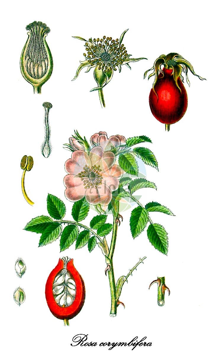 Historische Abbildung von Rosa corymbifera (Hecken-Rose - Round-leaved Dog-Rose). Das Bild zeigt Blatt, Bluete, Frucht und Same. ---- Historical Drawing of Rosa corymbifera (Hecken-Rose - Round-leaved Dog-Rose). The image is showing leaf, flower, fruit and seed.(Rosa corymbifera,Hecken-Rose,Round-leaved Dog-Rose,Crepinia corymbifera,Crepinia obtusifolia,Crepinia platyphylla,Rosa acanthina,Rosa affinita,Rosa amblyphylla,Rosa annoniana,Rosa borysthenica,Rosa brilonensis,Rosa burnatii,Rosa ciesielskii,Rosa cineracens,Rosa cinerosa,Rosa deseglisei,Rosa dumetorum,Rosa erythrantha,Rosa eulanceolata,Rosa forsteri,Rosa frutetorum,Rosa gabrielis,Rosa globata,Rosa hemitricha,Rosa hillebrandtii,Rosa hirta,Rosa hispidula,Rosa imitata,Rosa incerta,Rosa jactata,Rosa kalmiussica,Rosa kosopoljanskii,Rosa lanceolata,Rosa lapidosa,Rosa obscura,Rosa obtusifolia,Rosa opaca,Rosa platyphylla,Rosa pyriformis,Rosa rammiorum,Rosa richteri,Rosa rivularis,Rosa schmalhauseniana,Rosa semiglabra,Rosa solstitialis,Rosa sphaerocarpa,Rosa spinetorum,Rosa taurica,Rosa tesquicola,Rosa tortuosa,Rosa trichoidea,Rosa uncinella,Rosa uncinelloides,Rosa urbica,Rosa vaulxiana,Rosa wittmannii,Busch-Rose,Déséglise-Rose,Flaum-Rose,Gewoehnliche Hecken-Rose,Haarige Hundsrose,Stumpfblaettrige Rose,Tannen-Rose,Glaucous Dog Rose,Rosa,Rose,Rose,Rosaceae,Rosengewächse,Rose family,Blatt,Bluete,Frucht,Same,leaf,flower,fruit,seed,Sturm (1796ff))