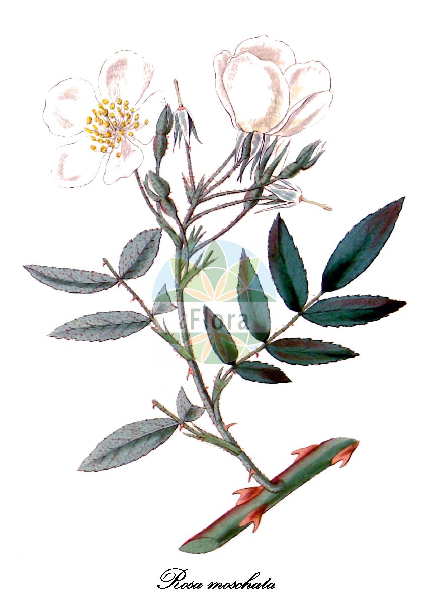 Historische Abbildung von Rosa moschata. Das Bild zeigt Blatt, Bluete, Frucht und Same. ---- Historical Drawing of Rosa moschata. The image is showing leaf, flower, fruit and seed.(Rosa moschata,Rosa arborea,Rosa broteroi,Rosa brownii,Rosa manuelii,Rosa nepalensis,Rosa opsostemma,Rosa pissardii,Rosa ruscinonensis,Rosa,Rose,Rose,Rosaceae,Rosengewächse,Rose family,Blatt,Bluete,Frucht,Same,leaf,flower,fruit,seed,Lindley (1820))