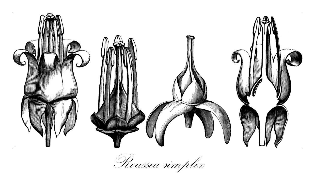 Roussea simplex - Rousseaceae,Plantae,Pteridobiotina,Angiosperms,Asterales,Rousseaceae,Roussea,Roussea simplex