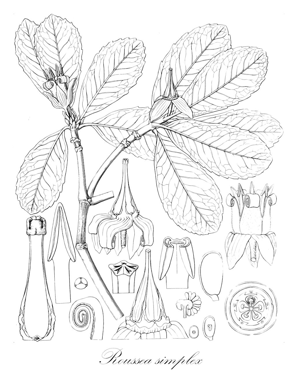 Roussea simplex - Rousseaceae,Plantae,Pteridobiotina,Angiosperms,Asterales,Rousseaceae,Roussea,Roussea simplex