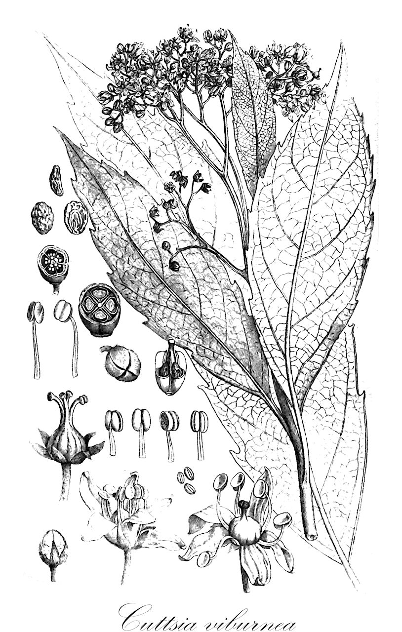 Cuttsia viburnea - Rousseaceae,Plantae,Pteridobiotina,Angiosperms,Asterales,Rousseaceae,Cuttsia,Cuttsia viburnea