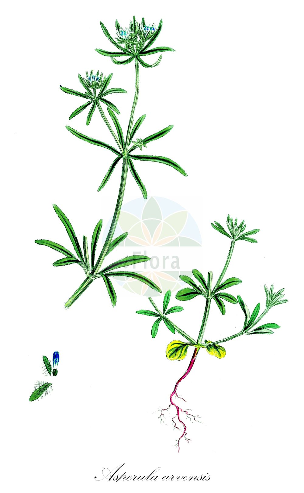 Historische Abbildung von Asperula arvensis (Acker-Meier - Blue Woodruff). Das Bild zeigt Blatt, Bluete, Frucht und Same. ---- Historical Drawing of Asperula arvensis (Acker-Meier - Blue Woodruff). The image is showing leaf, flower, fruit and seed.(Asperula arvensis,Acker-Meier,Blue Woodruff,Asperula arvensis,Acker-Meier,Acker-Meister,Blue Woodruff,Field Woodruff,Quincywort,Asperula,Meier,Woodruff,Rubiaceae,Rötegewächse,Bedstraw family,Blatt,Bluete,Frucht,Same,leaf,flower,fruit,seed,Sowerby (1790-1813))