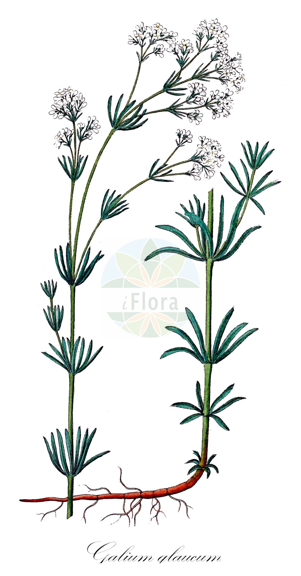 Historische Abbildung von Galium glaucum (Blaugrünes Labkraut - Glaucous Bedstraw). Das Bild zeigt Blatt, Bluete, Frucht und Same. ---- Historical Drawing of Galium glaucum (Blaugrünes Labkraut - Glaucous Bedstraw). The image is showing leaf, flower, fruit and seed.(Galium glaucum,Blaugrünes Labkraut,Glaucous Bedstraw,Asperula campanulata,Asperula galioides,Asperula glauca,Asperula glauca (L.) Besser,Galium campanulatum,Galium glaucum,Galium glaucum subsp. tyracium,Blaugruenes Labkraut,Glaucous Bedstraw,Waxy Bedstraw,Galium,Labkraut,Bedstraw,Rubiaceae,Rötegewächse,Bedstraw family,Blatt,Bluete,Frucht,Same,leaf,flower,fruit,seed,Dietrich (1833-1844))