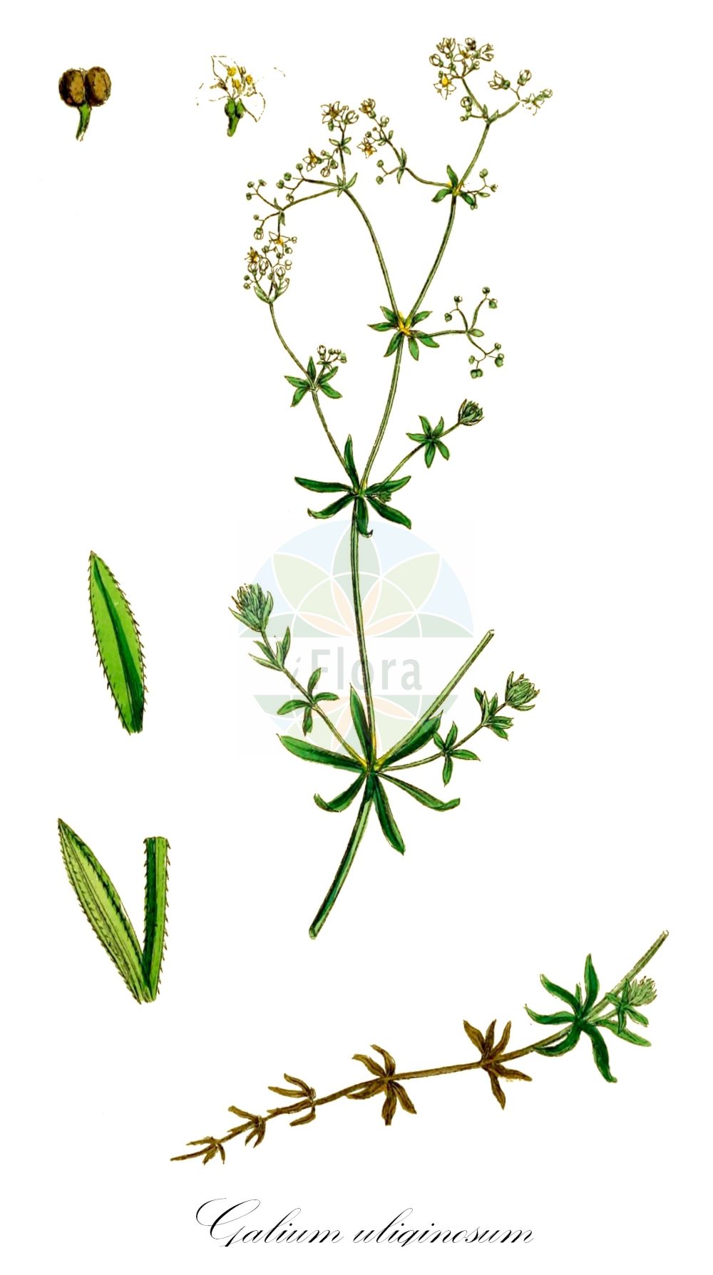 Historische Abbildung von Galium uliginosum (Moor-Labkraut - Fen Bedstraw). Das Bild zeigt Blatt, Bluete, Frucht und Same. ---- Historical Drawing of Galium uliginosum (Moor-Labkraut - Fen Bedstraw). The image is showing leaf, flower, fruit and seed.(Galium uliginosum,Moor-Labkraut,Fen Bedstraw,Galium uliginosum,Galium uliginosum L. subsp.,Moor-Labkraut,Fen Bedstraw,Galium,Labkraut,Bedstraw,Rubiaceae,Rötegewächse,Bedstraw family,Blatt,Bluete,Frucht,Same,leaf,flower,fruit,seed,Sowerby (1790-1813))