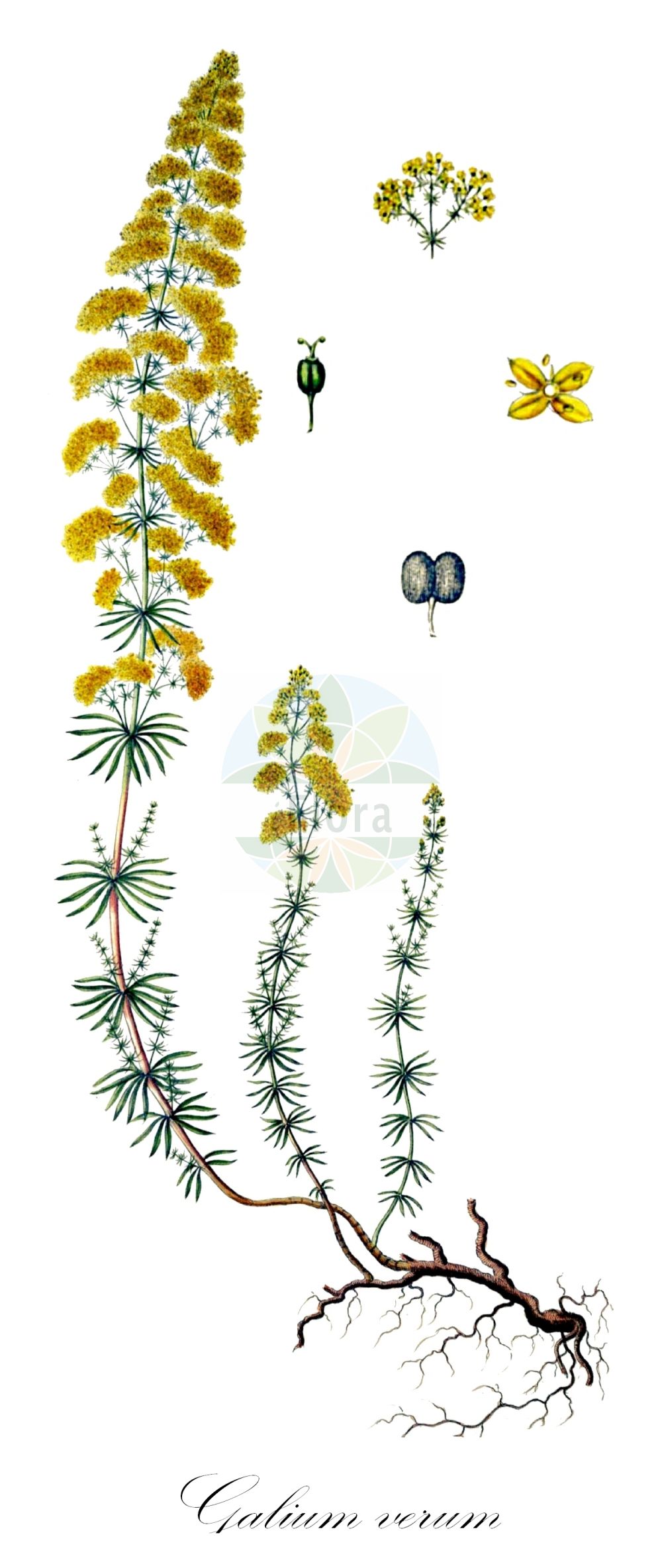 Historische Abbildung von Galium verum (Echtes Labkraut - Lady's Bedstraw). Das Bild zeigt Blatt, Bluete, Frucht und Same. ---- Historical Drawing of Galium verum (Echtes Labkraut - Lady's Bedstraw). The image is showing leaf, flower, fruit and seed.(Galium verum,Echtes Labkraut,Lady's Bedstraw,Galium verum,Echtes Labkraut,Gelbes Labkraut,Lady's Bedstraw,Galium,Labkraut,Bedstraw,Rubiaceae,Rötegewächse,Bedstraw family,Blatt,Bluete,Frucht,Same,leaf,flower,fruit,seed,Oeder (1761-1883))