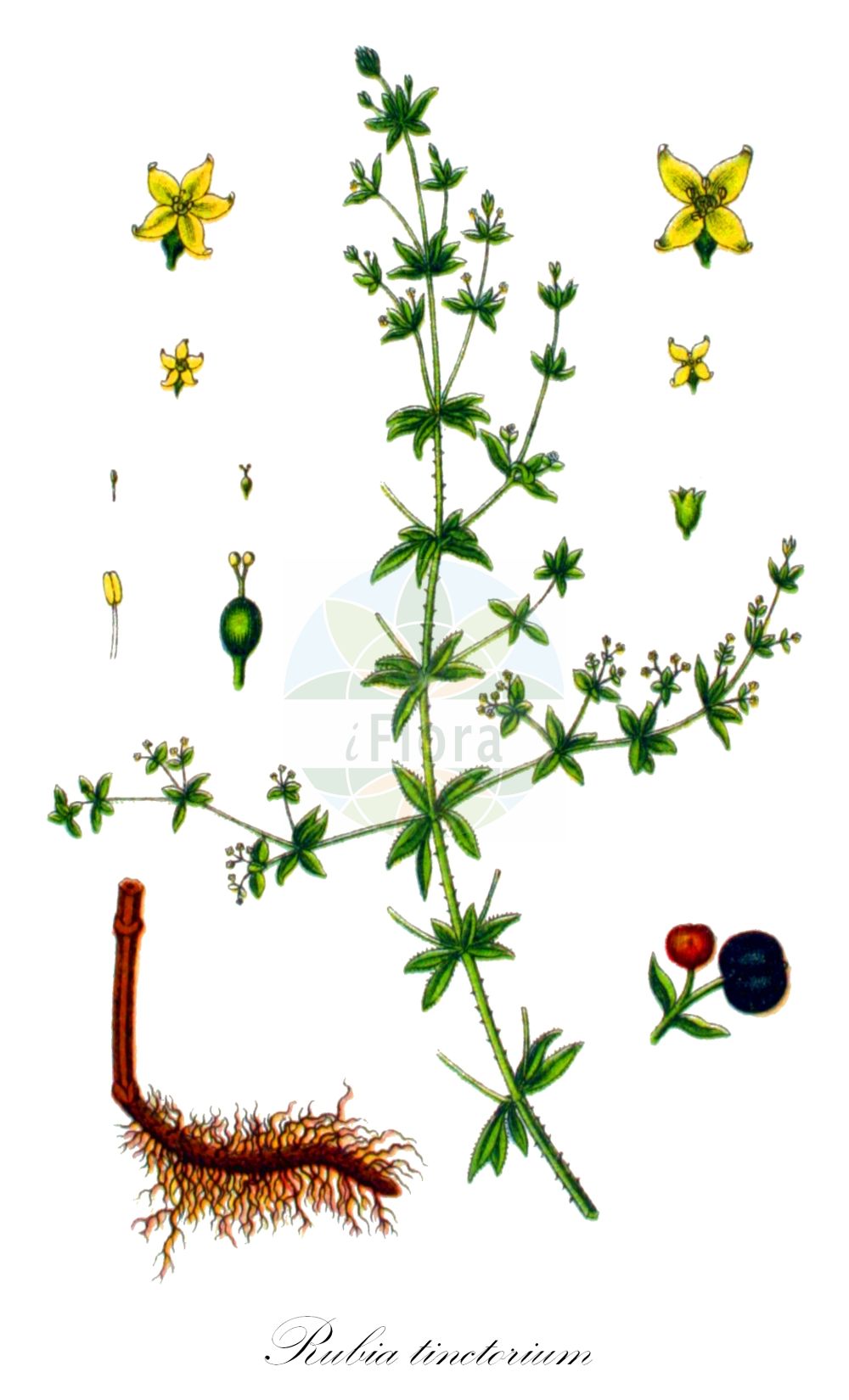 Historische Abbildung von Rubia tinctorium. Das Bild zeigt Blatt, Bluete, Frucht und Same. ---- Historical Drawing of Rubia tinctorium. The image is showing leaf, flower, fruit and seed.(Rubia tinctorium,Rubia iberica,Rubia tinctorium,Rubia tinctorium var. iberica,Rubia,Färberröte,Dyer's Madder,Rubiaceae,Rötegewächse,Bedstraw family,Blatt,Bluete,Frucht,Same,leaf,flower,fruit,seed,Sturm (1796f))