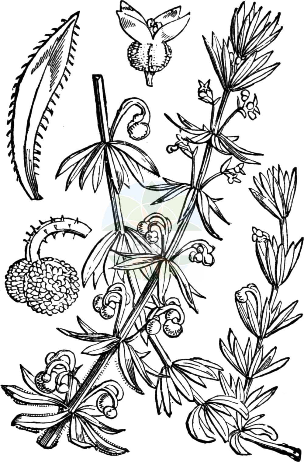 Historische Abbildung von Galium tricornutum (Dreihörniges Labkraut - Corn Cleavers). Das Bild zeigt Blatt, Bluete, Frucht und Same. ---- Historical Drawing of Galium tricornutum (Dreihörniges Labkraut - Corn Cleavers). The image is showing leaf, flower, fruit and seed.(Galium tricornutum,Dreihörniges Labkraut,Corn Cleavers,Galium tricorne,Galium tricornutum,Dreihoerniges Labkraut,Corn Cleavers,Roughfruit Corn Bedstraw,Rough Corn Bedstraw,Rough Corn Cleavers,Small Goosegrass,Three-horn Bedstraw,Galium,Labkraut,Bedstraw,Rubiaceae,Rötegewächse,Bedstraw family,Blatt,Bluete,Frucht,Same,leaf,flower,fruit,seed,Fitch et al. (1880))