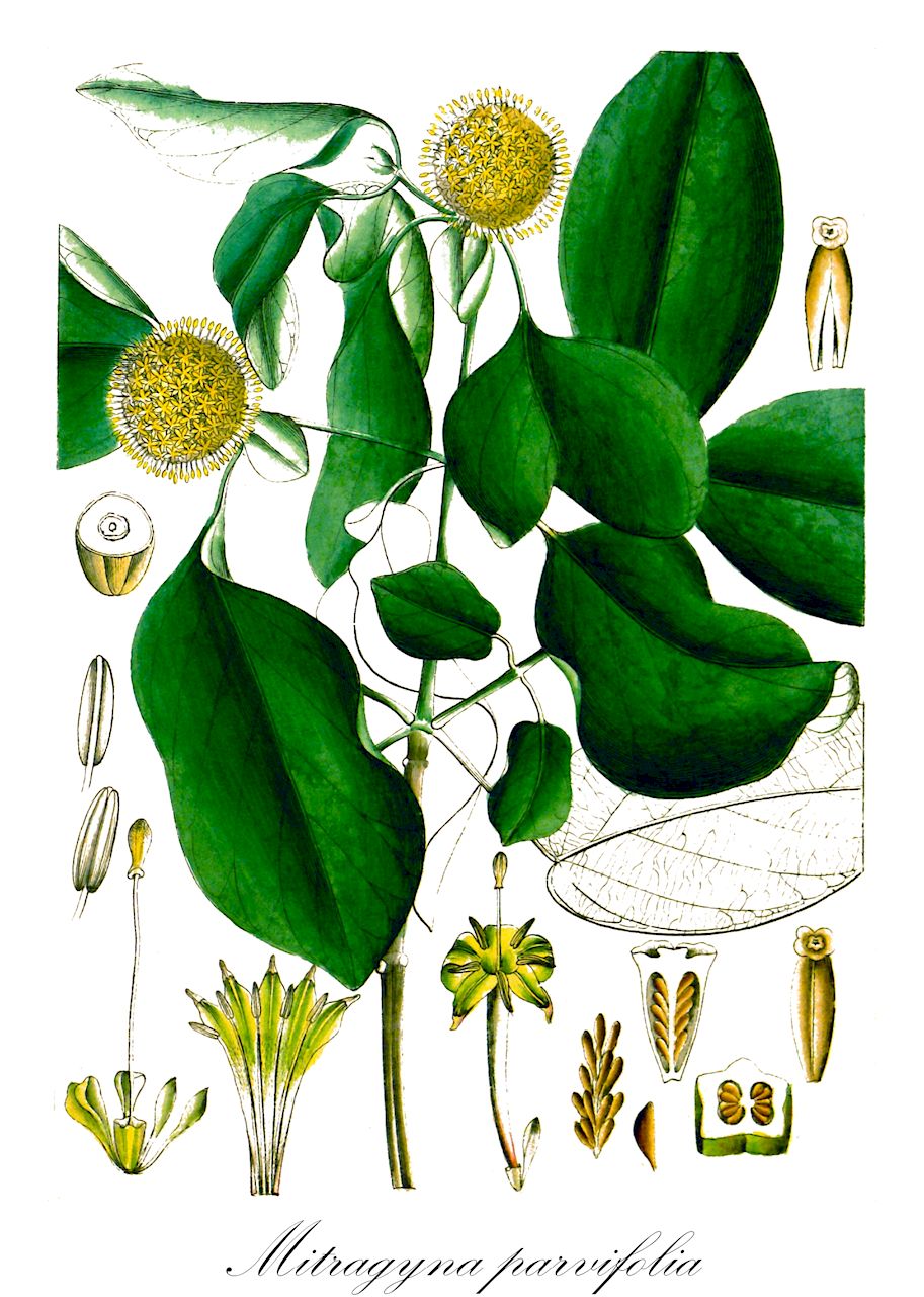 Mitragyna parvifolia - Rubiaceae,Plantae,Pteridobiotina,Angiosperms,Gentianales,Rubiaceae,Mitragyna,Mitragyna parvifolia,Nauclea parvifolia, Stephegyne parvifolia