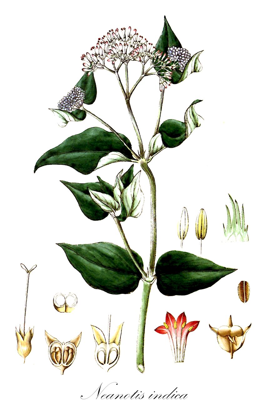 Neanotis indica - Rubiaceae,Plantae,Pteridobiotina,Angiosperms,Gentianales,Rubiaceae,Neanotis,Neanotis indica,Anotis affinis, Anotis arnottiana, Anotis leschenaultiana, Anotis leschenaultiana var. affinis, Anotis leschenaultiana var. deltoidea, Hedyotis affinis, Hedyotis cymosa, Hedyotis deltoidea, Hedyotis leschenaultiana, Hedyotis villosa, Neanotis indica var. affinis, Neanotis indica var. deltoidea, Oldenlandia arnottiana, Putoria indica