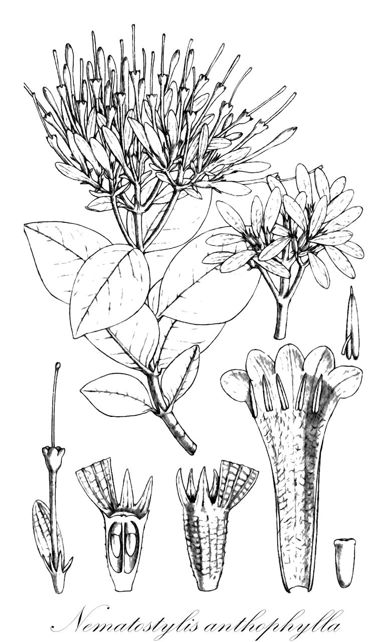 Nematostylis anthophylla - Rubiaceae,Plantae,Pteridobiotina,Angiosperms,Gentianales,Rubiaceae,Nematostylis,Nematostylis anthophylla,Alberta loranthoides, Alberta loranthoides f. latisepala, Alberta loranthoides f. linearifolia, Nematostylis loranthoides, Pavetta anthophylla