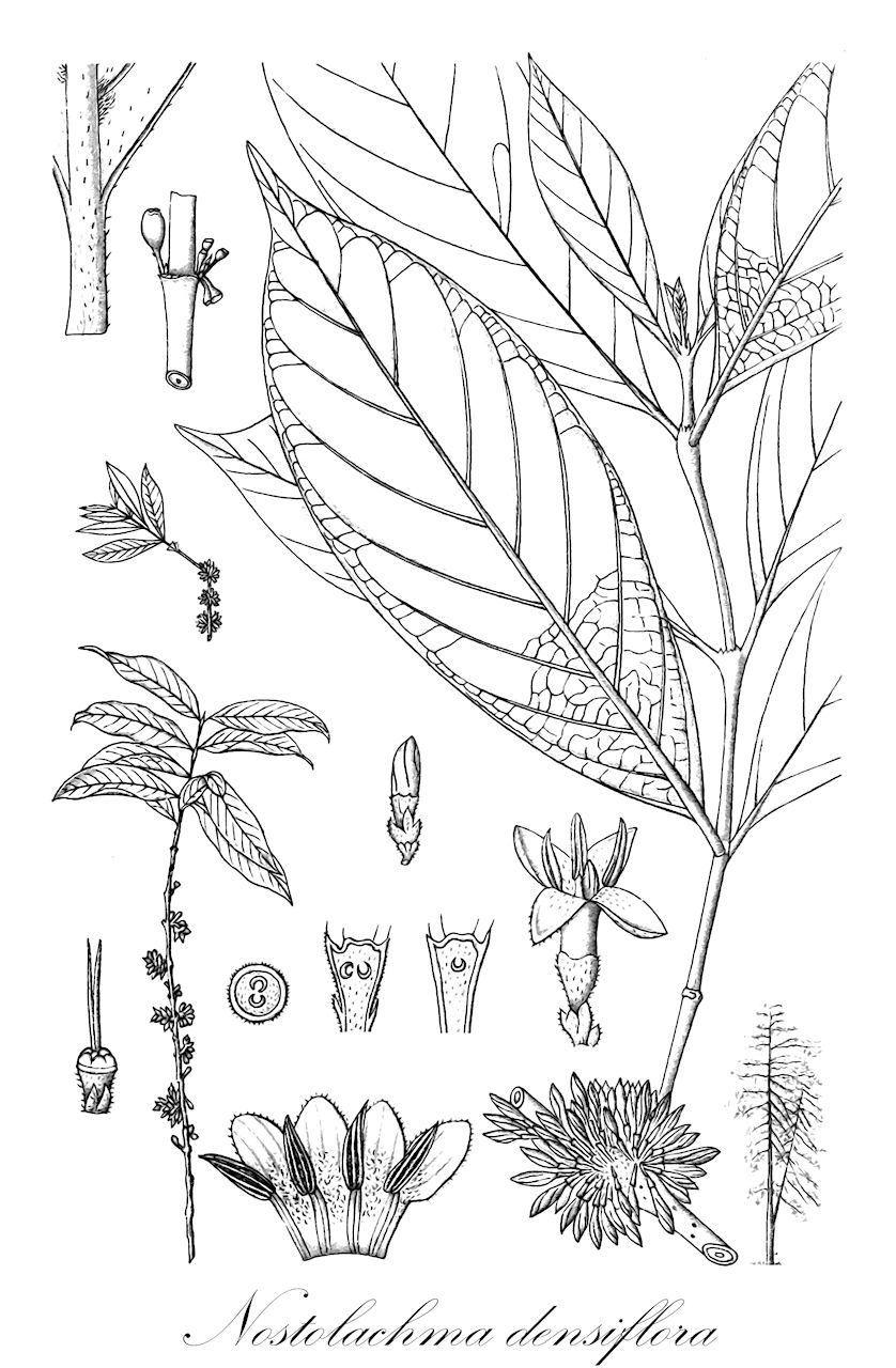 Nostolachma densiflora - Rubiaceae,Plantae,Pteridobiotina,Angiosperms,Gentianales,Rubiaceae,Nostolachma,Nostolachma densiflora,Coffea densiflora, Coffea salicifolia, Lachnastoma densiflora