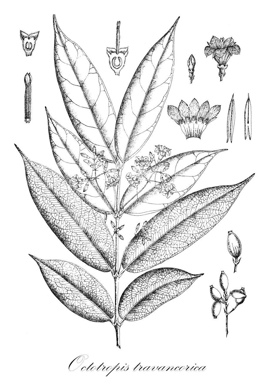 Octotropis travancorica - Rubiaceae,Plantae,Pteridobiotina,Angiosperms,Gentianales,Rubiaceae,Octotropis,Octotropis travancorica