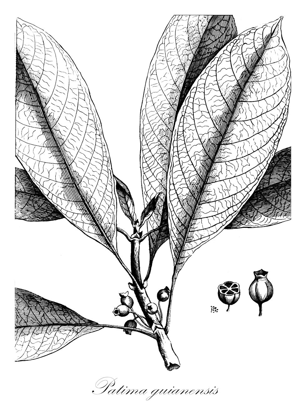 Patima guianensis - Rubiaceae,Plantae,Pteridobiotina,Angiosperms,Gentianales,Rubiaceae,Patima,Patima guianensis,Aegiphila gleasonii, Hoffmannia megistophylla, Patima formicaria, Sabicea guianensis